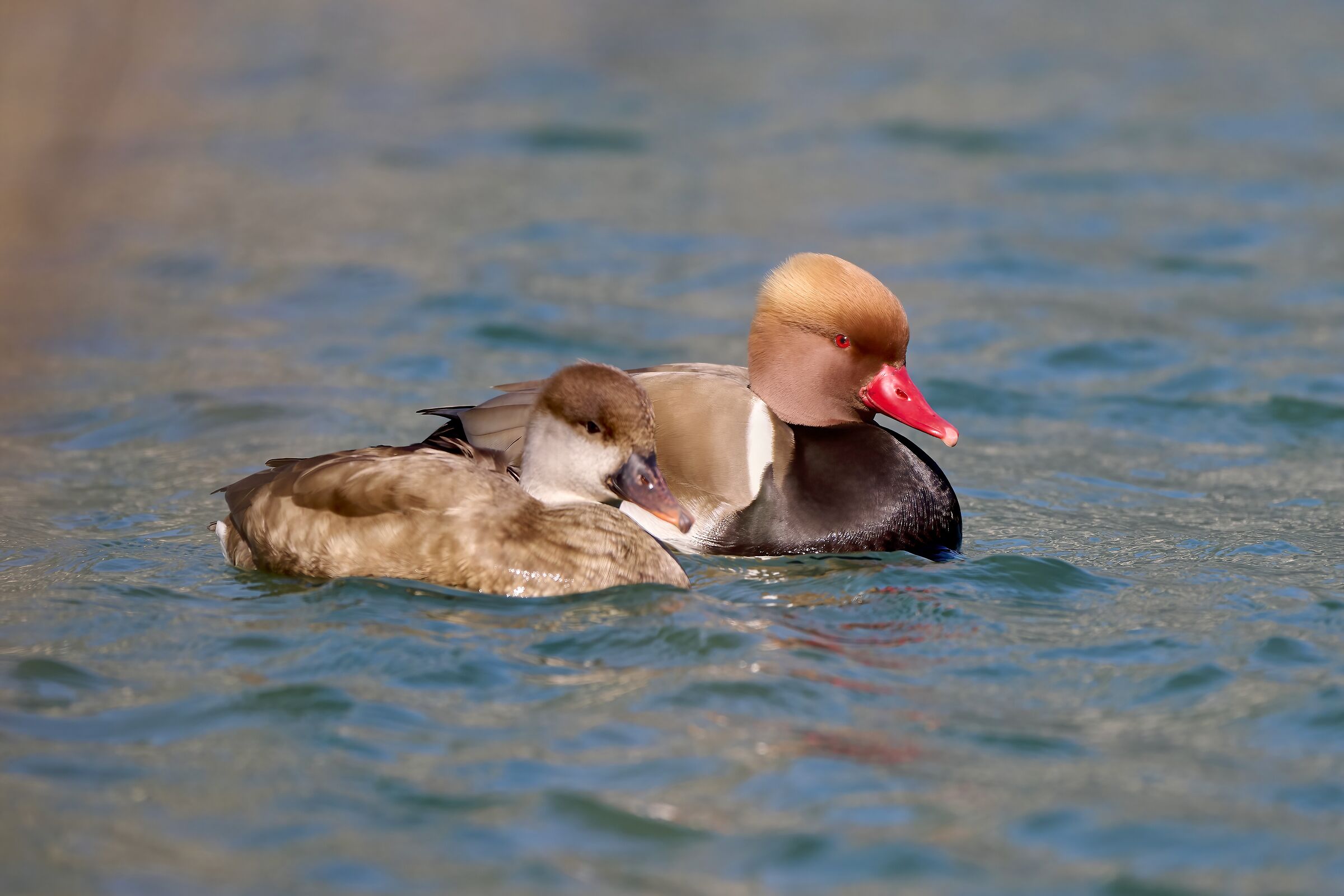 Turkish Pochard Couple