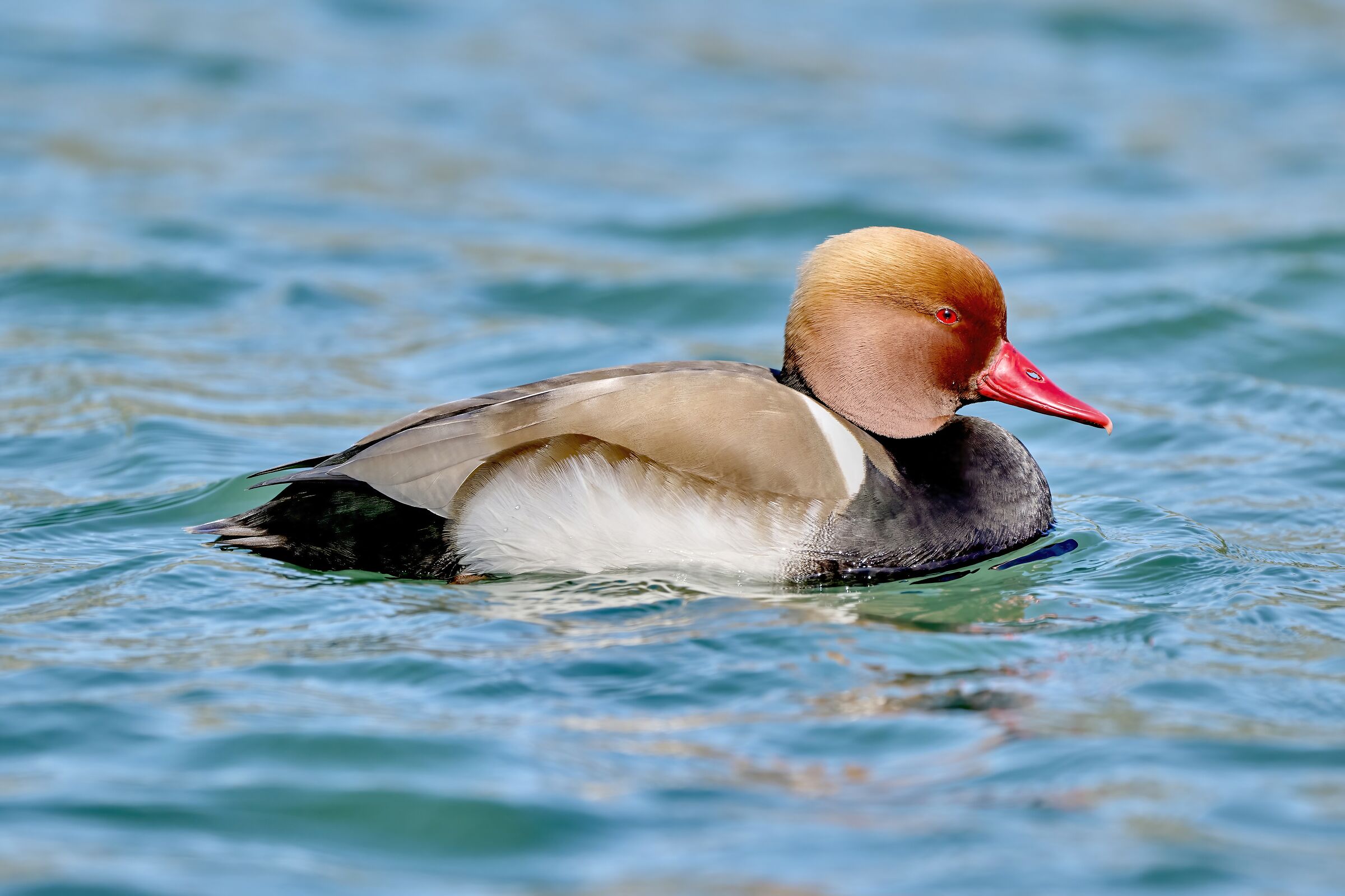 Male Turkish Poctionation