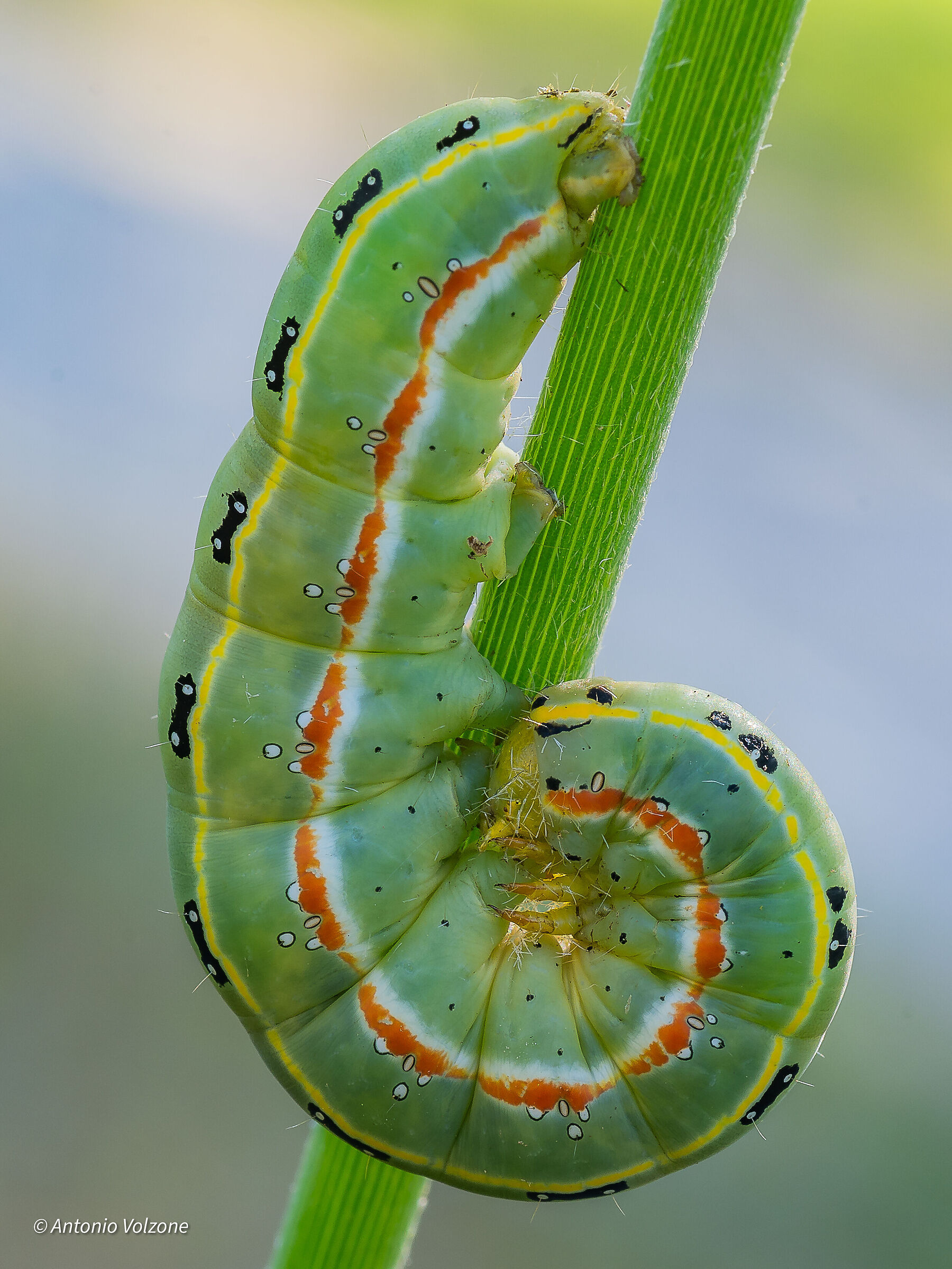 Caterpillar 6