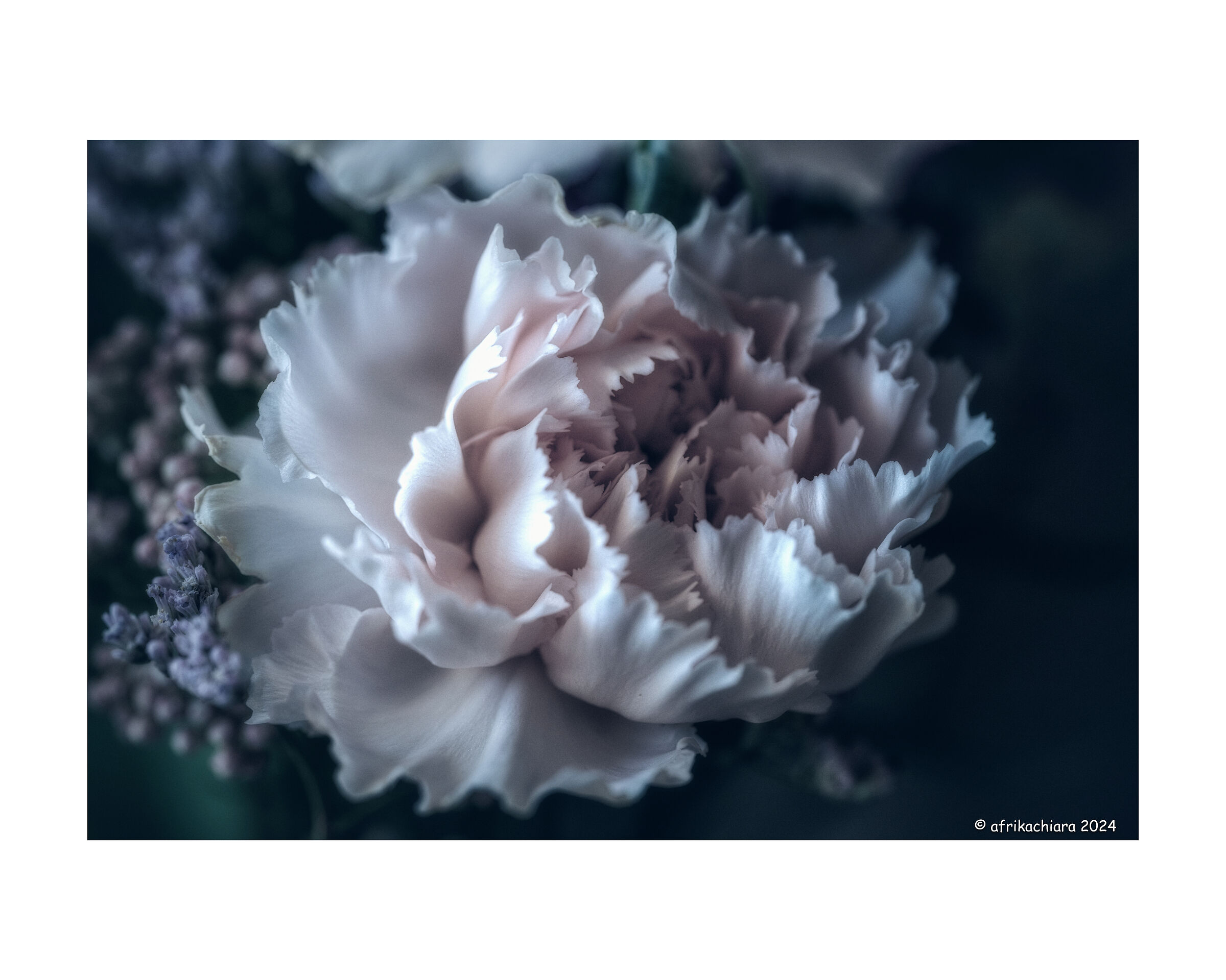 Petali che accarezzano