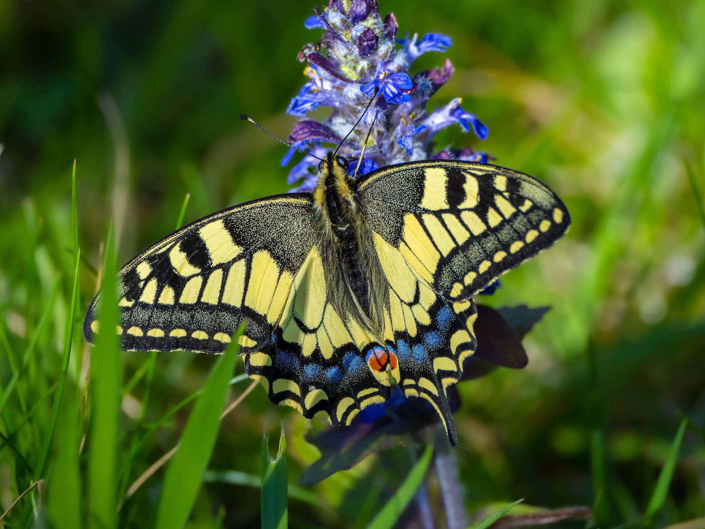 Fluture mahaon / Papilio machaon