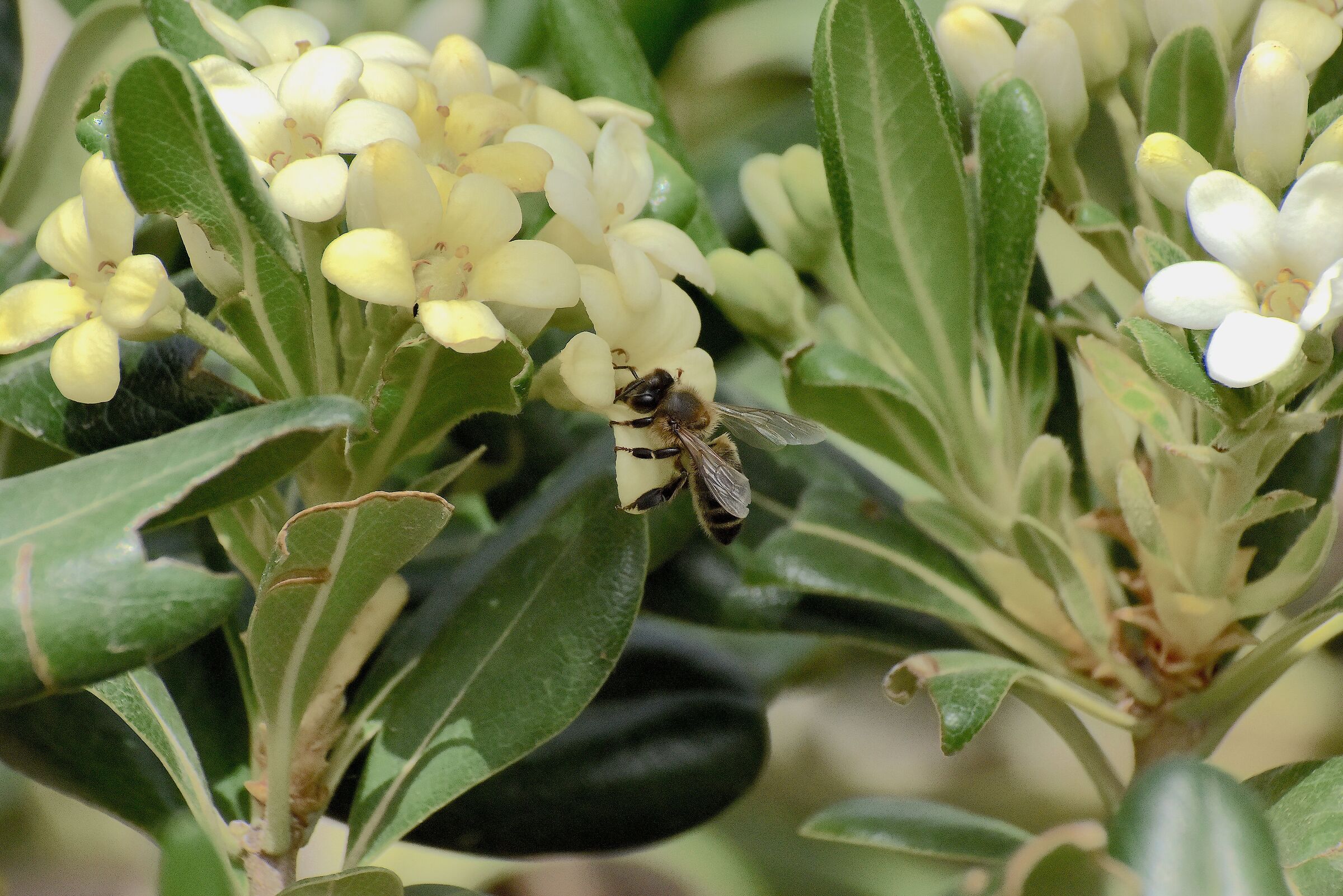 APINA WITH OLD SIGMA 70 300