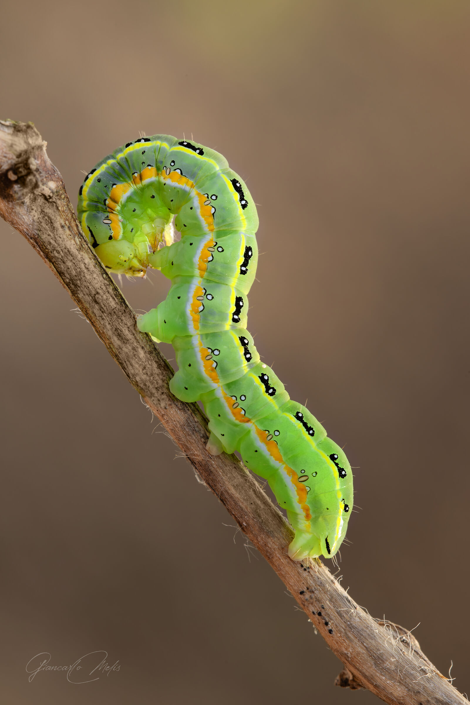 Caterpillar of Xylena exsoleta