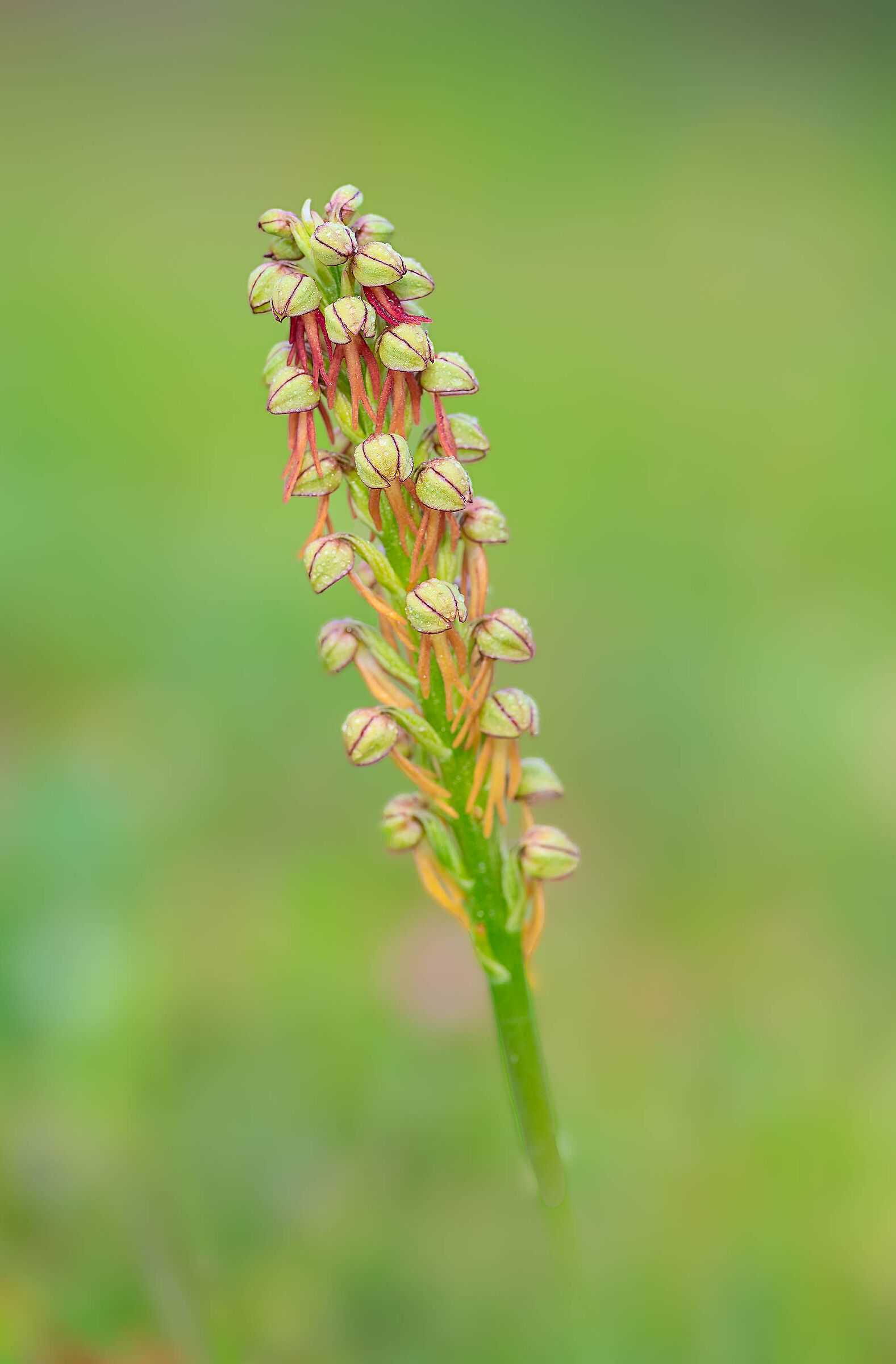 Orchis anthropophora