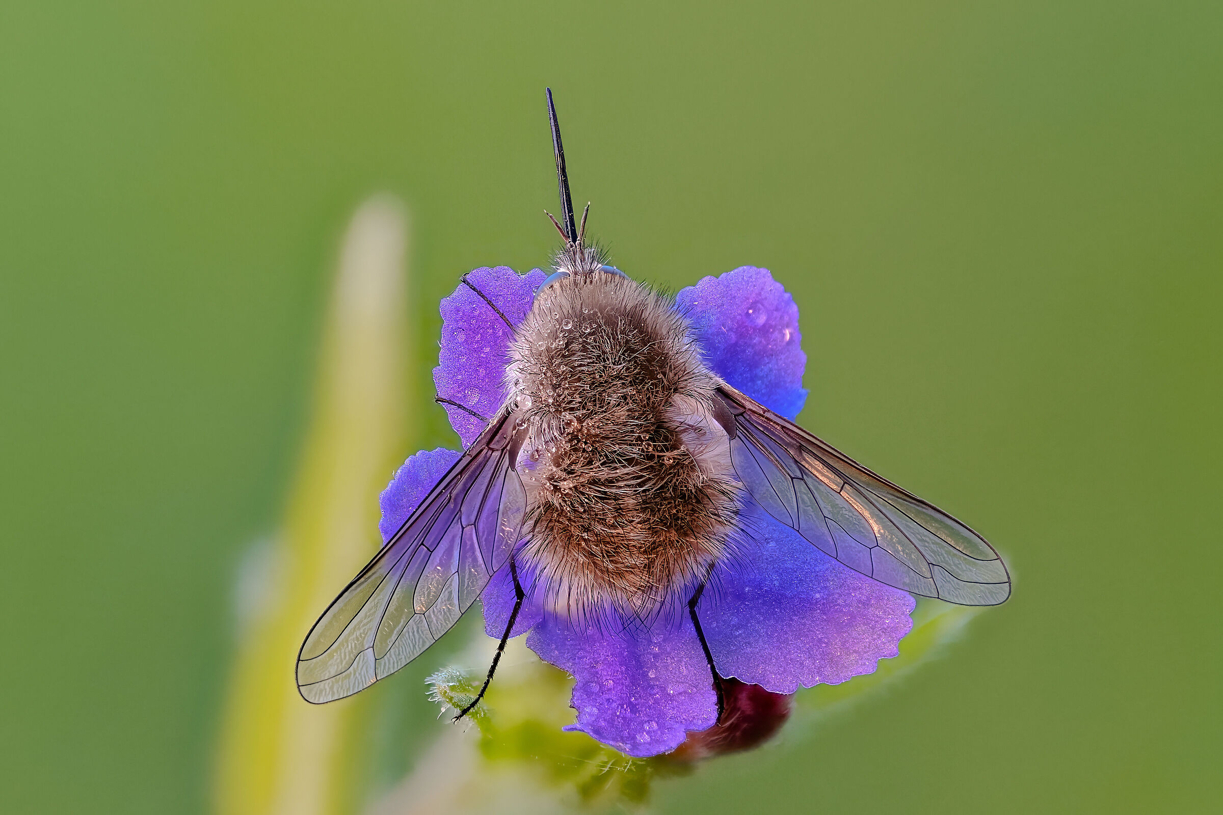 Bombylius minor