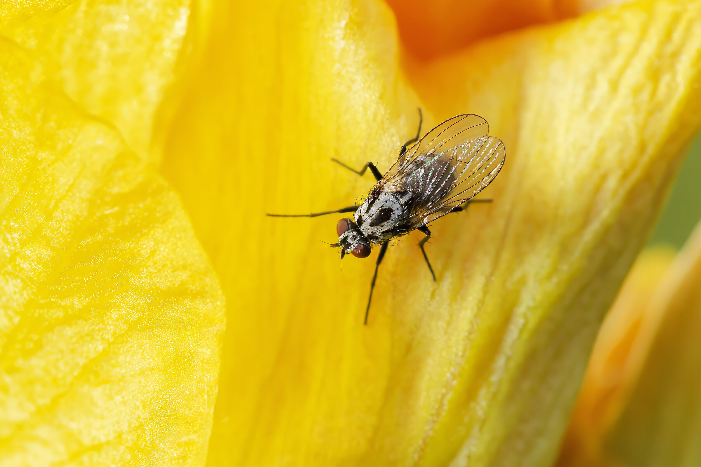 Bombylius minor