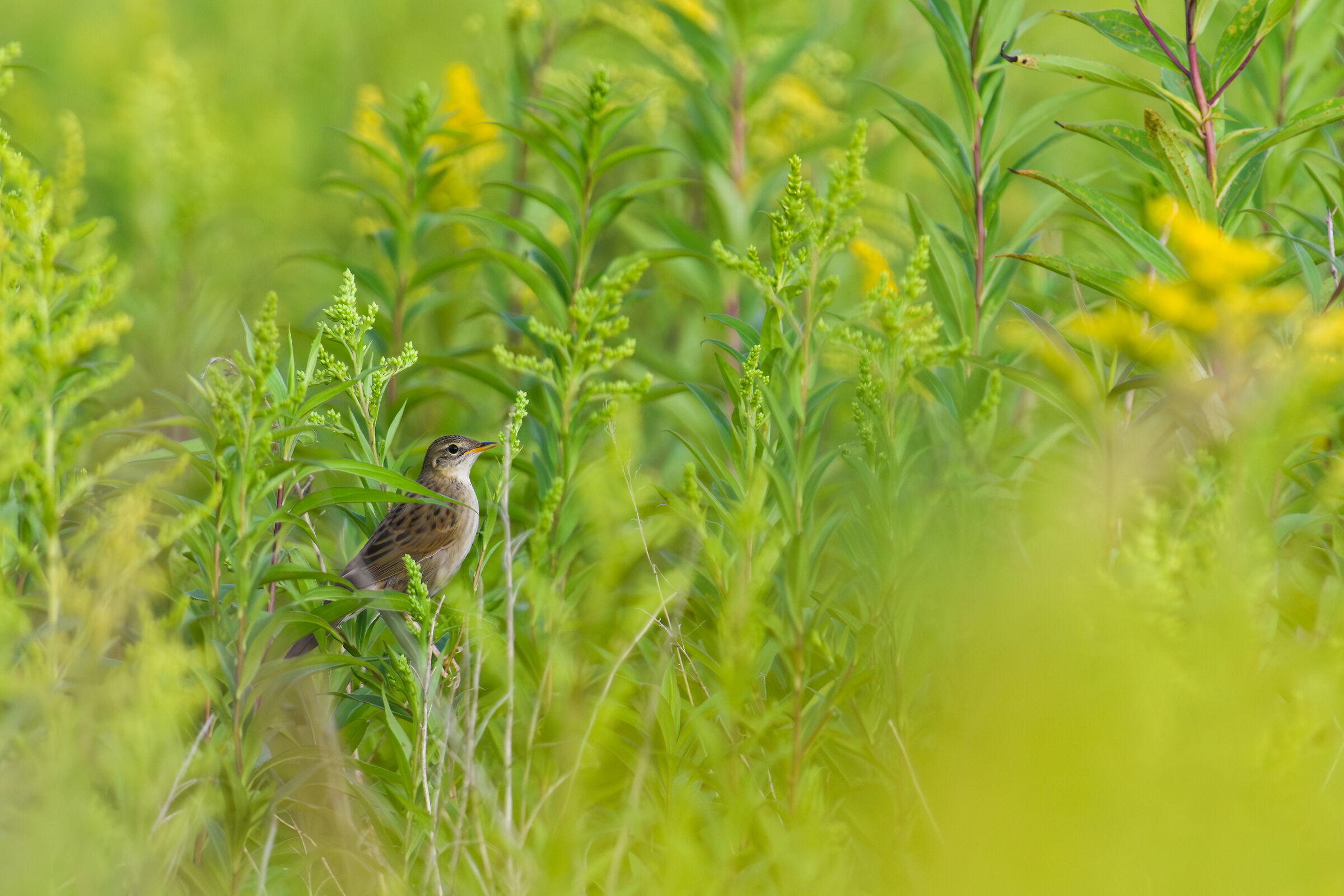 Forapaglie Macchiettato nel suo ambiente