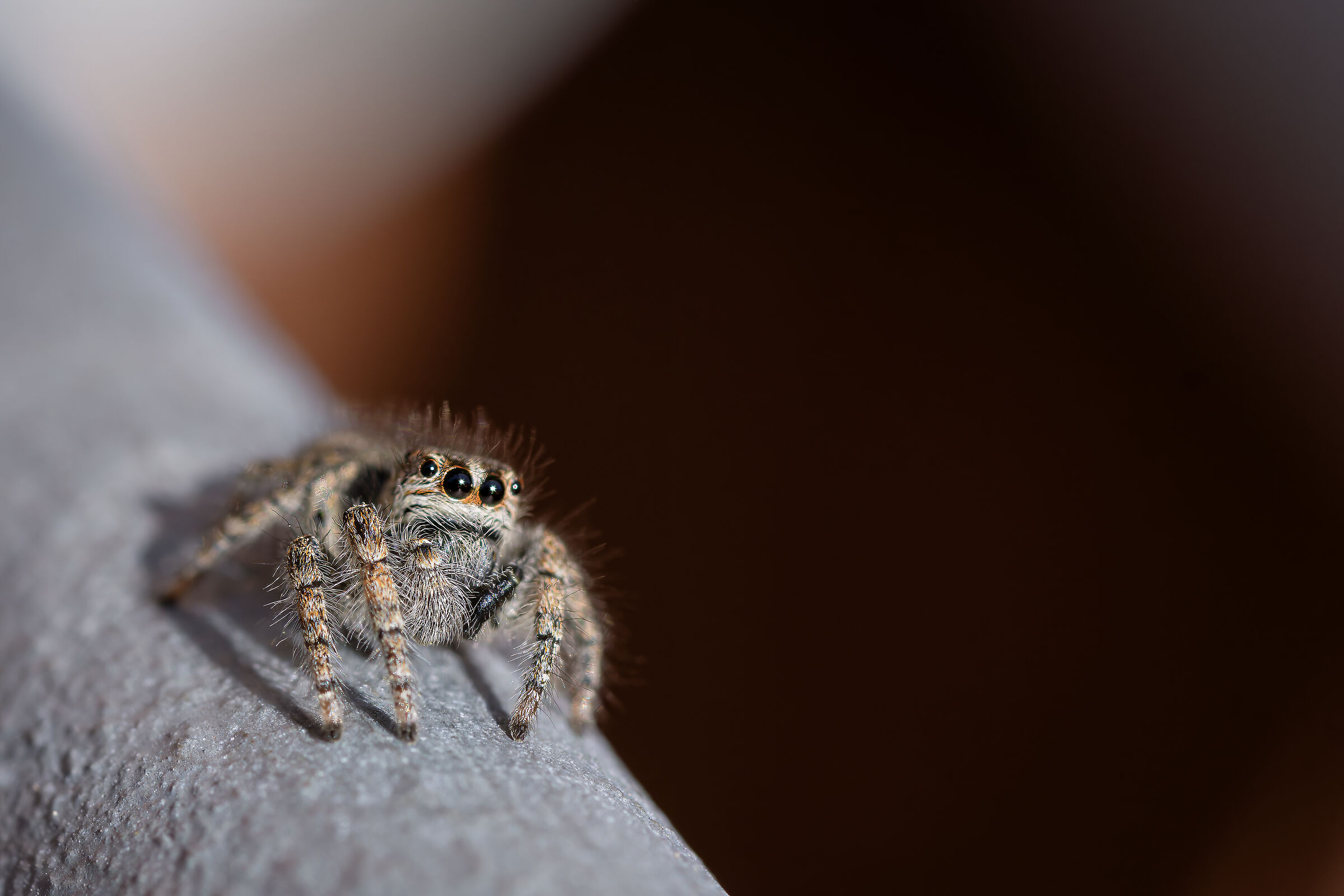 Straight-haired spider
