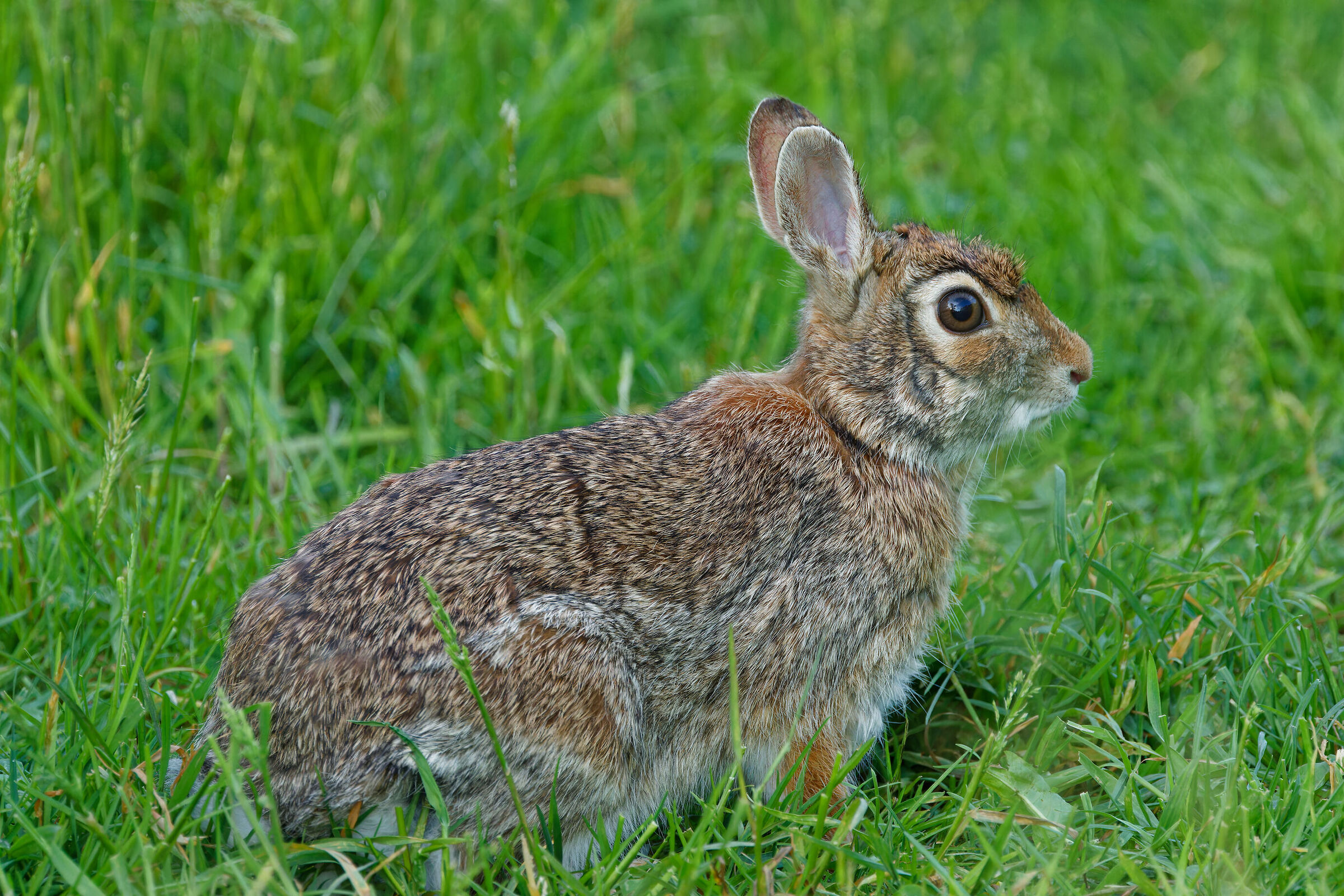Hare at North Park