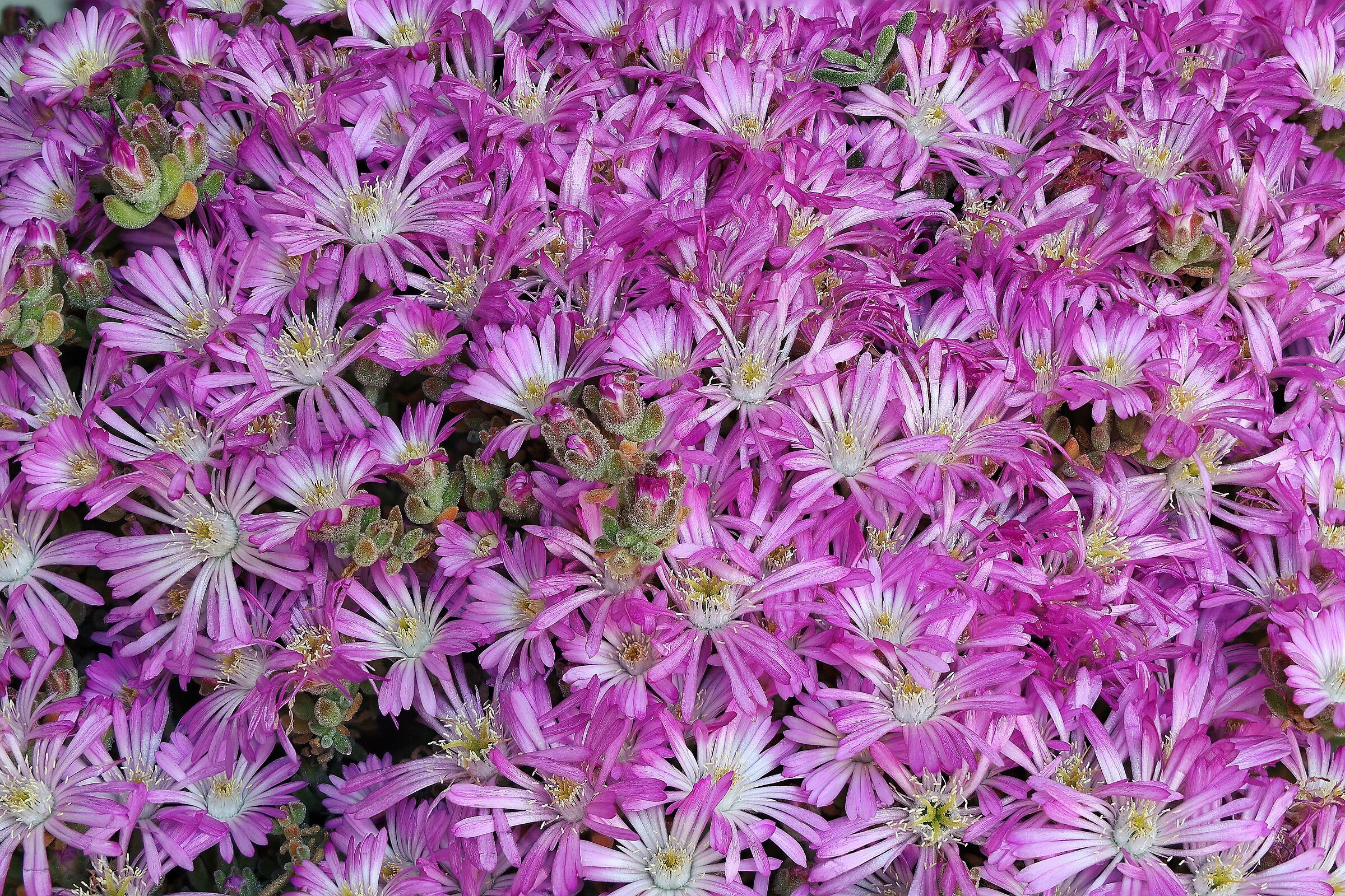 Drosanthemum hispidum
