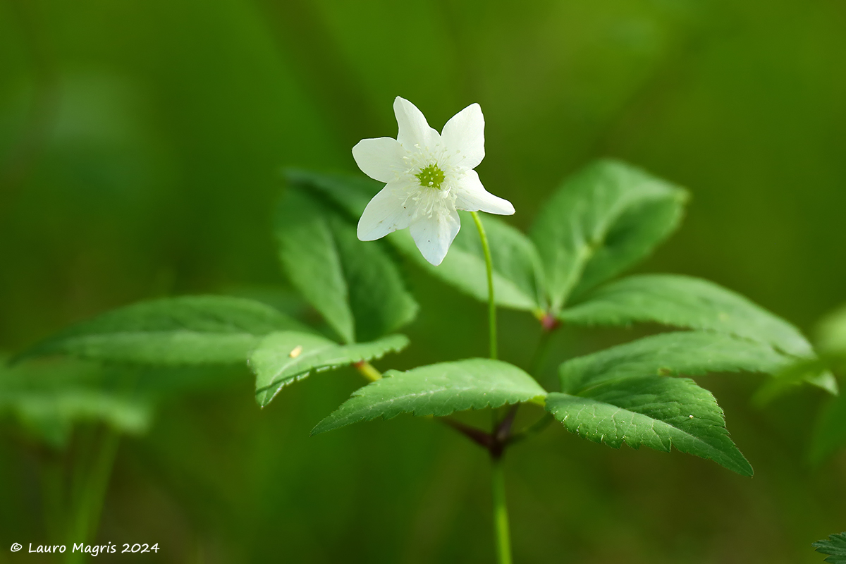 Anemone trifoliata
