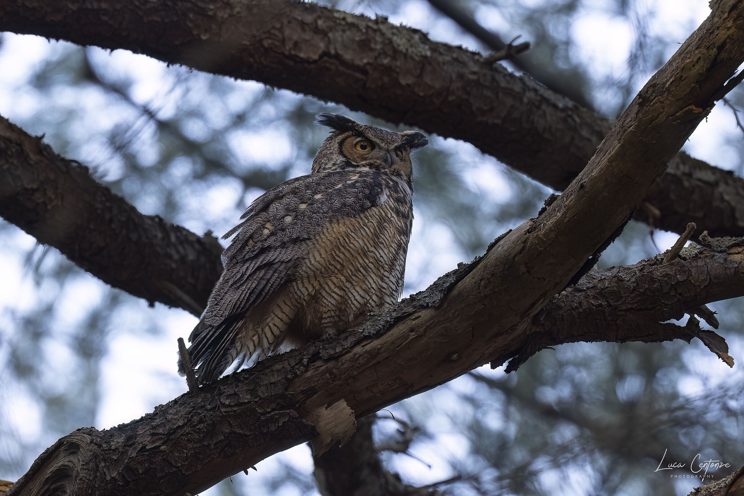 Great Horned Owl (Bubo virginianus)