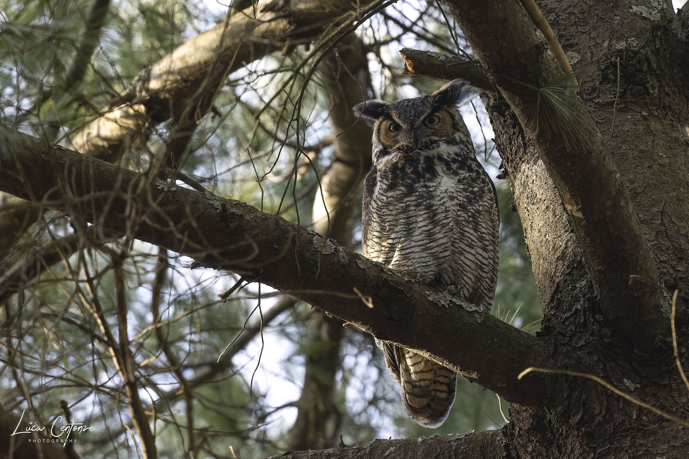 Great Horned Owl (Bubo virginianus)