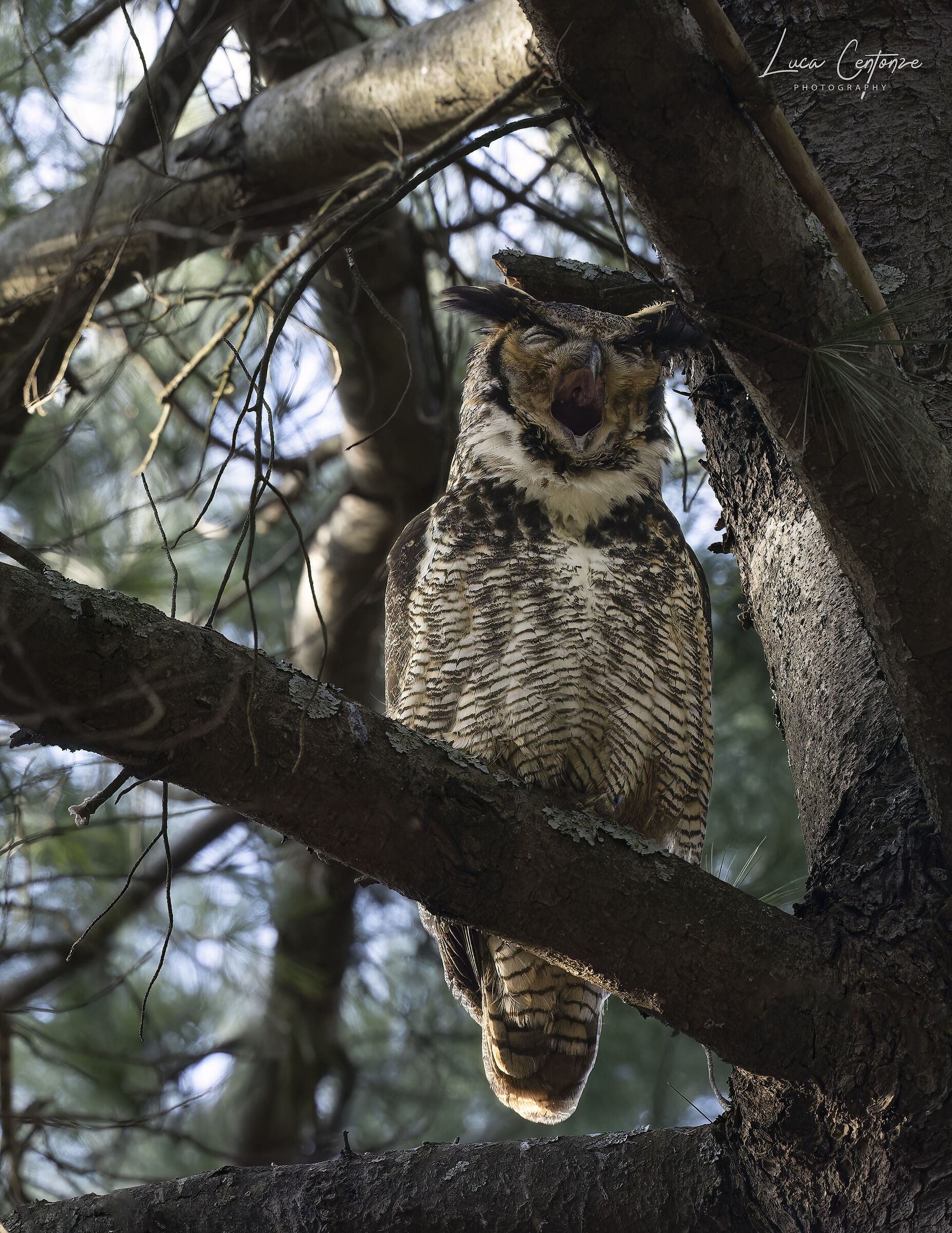 Great Horned Owl (Bubo virginianus)