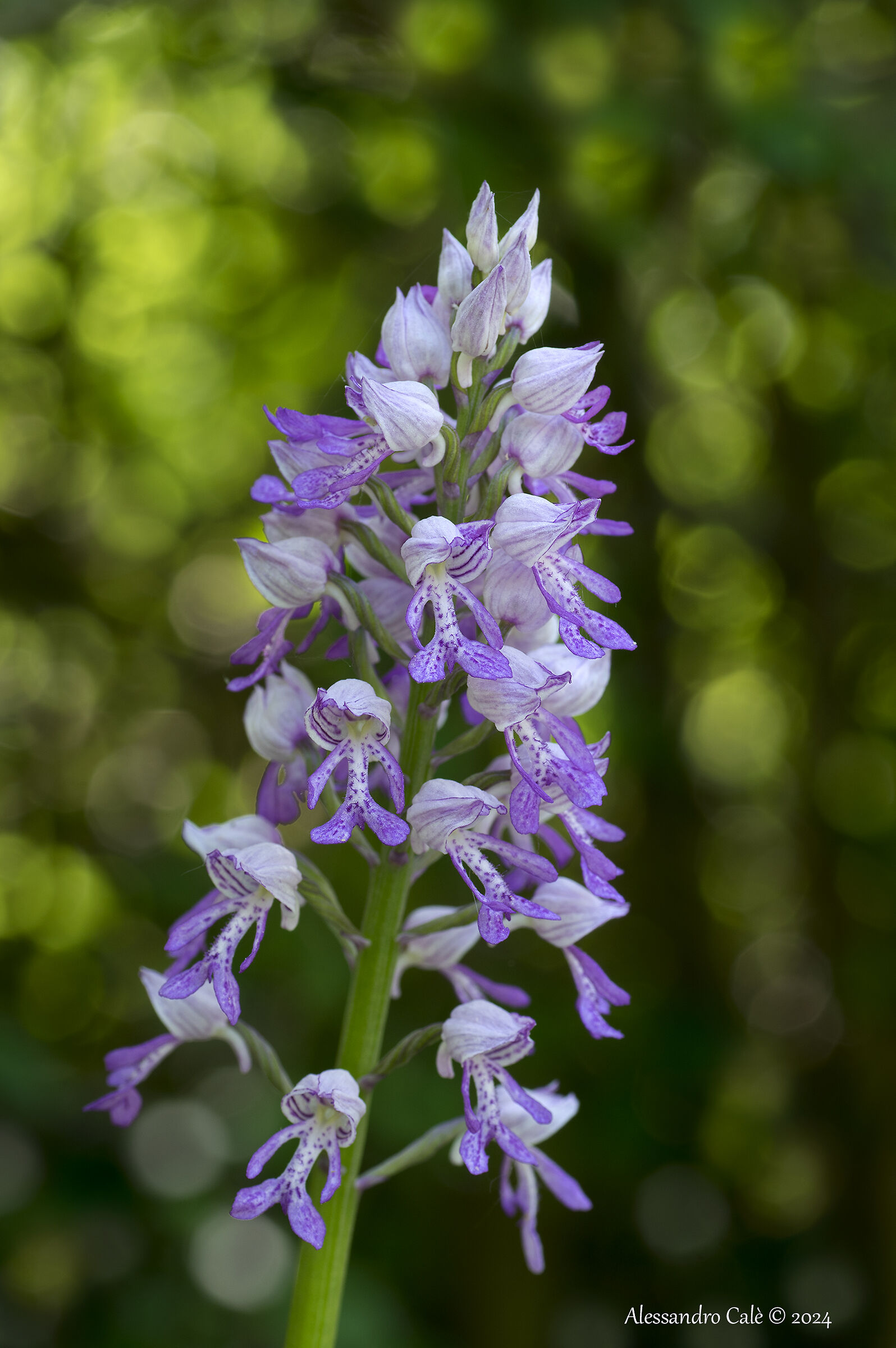 Orchis militaris 8295