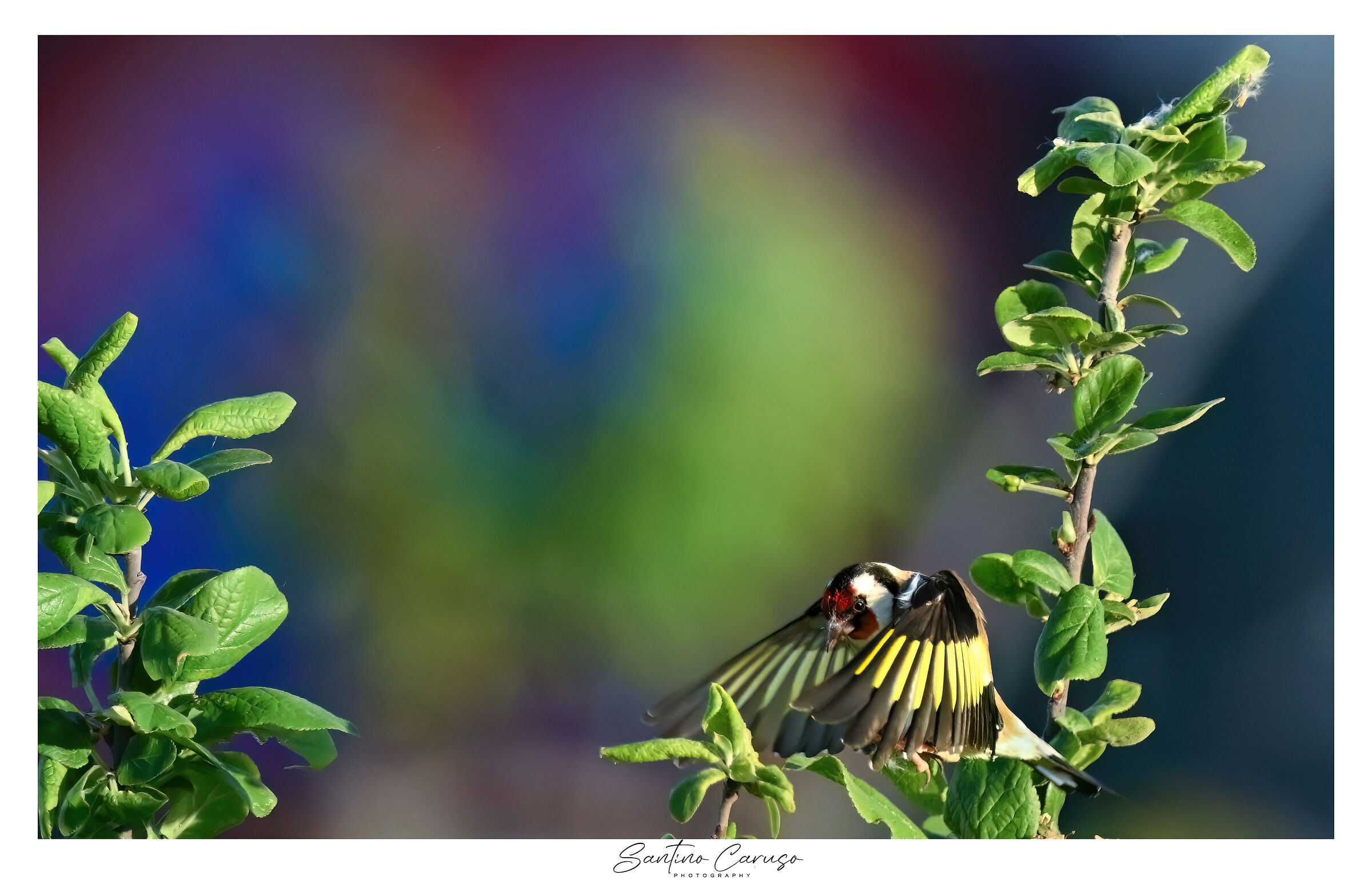 Goldfinch