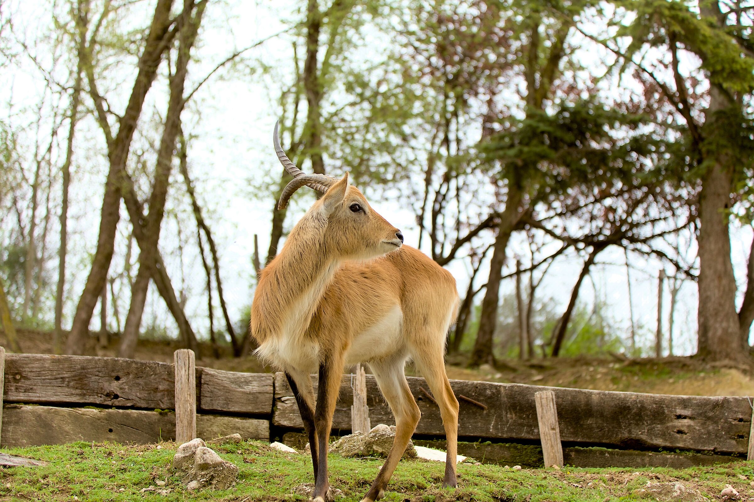 Antelope in captivity