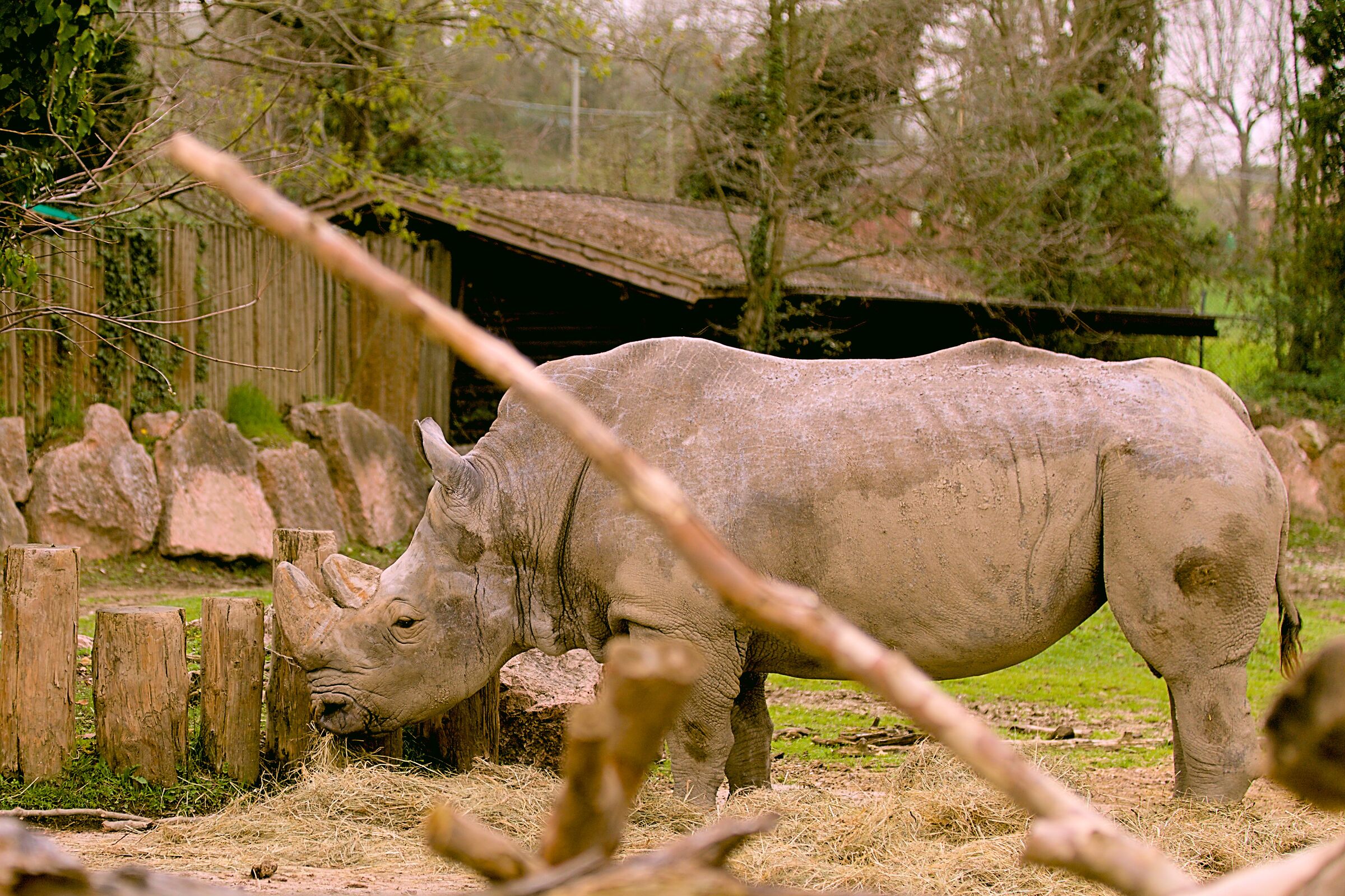 Rhinoceros in captivity