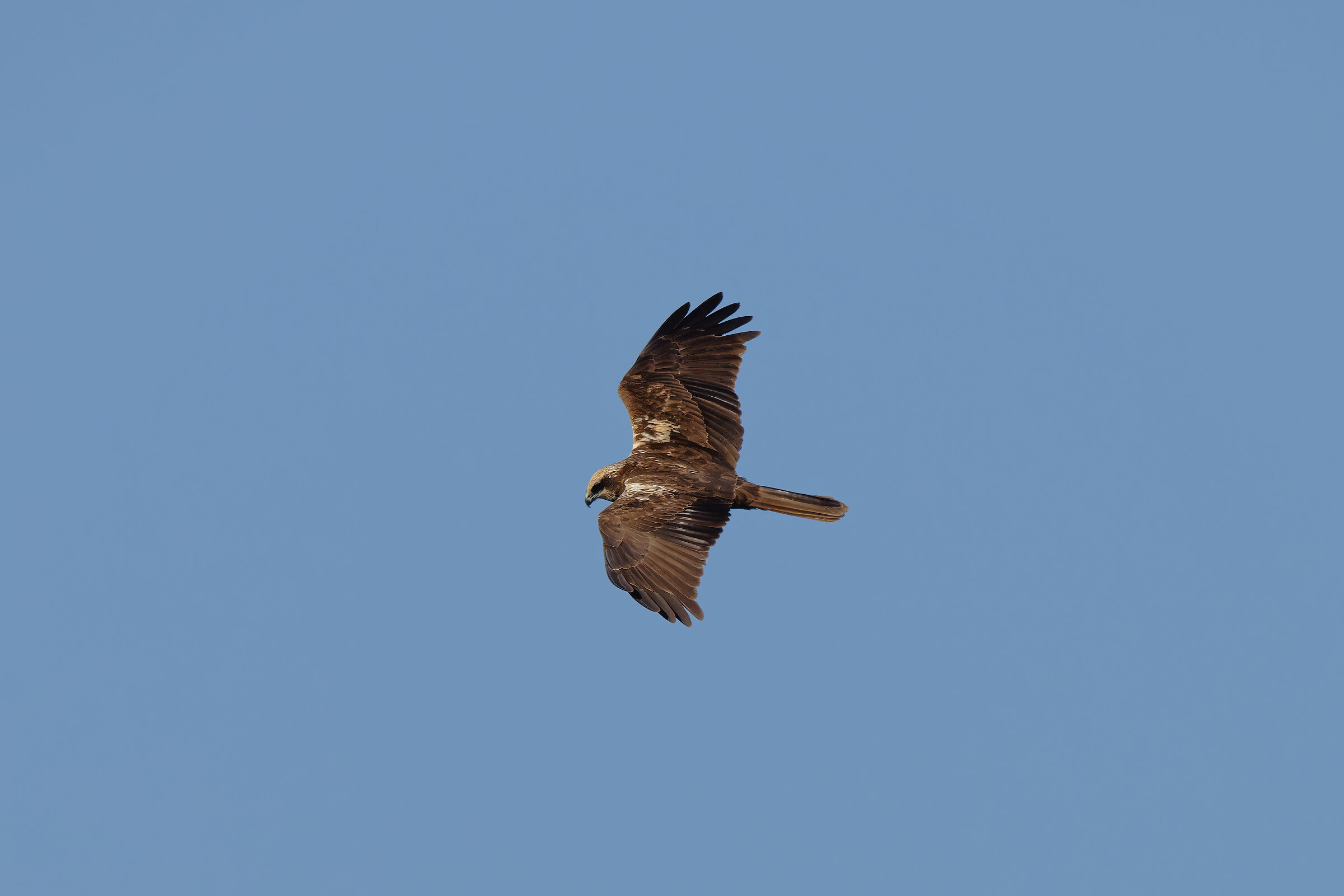 Female marsh harrier
