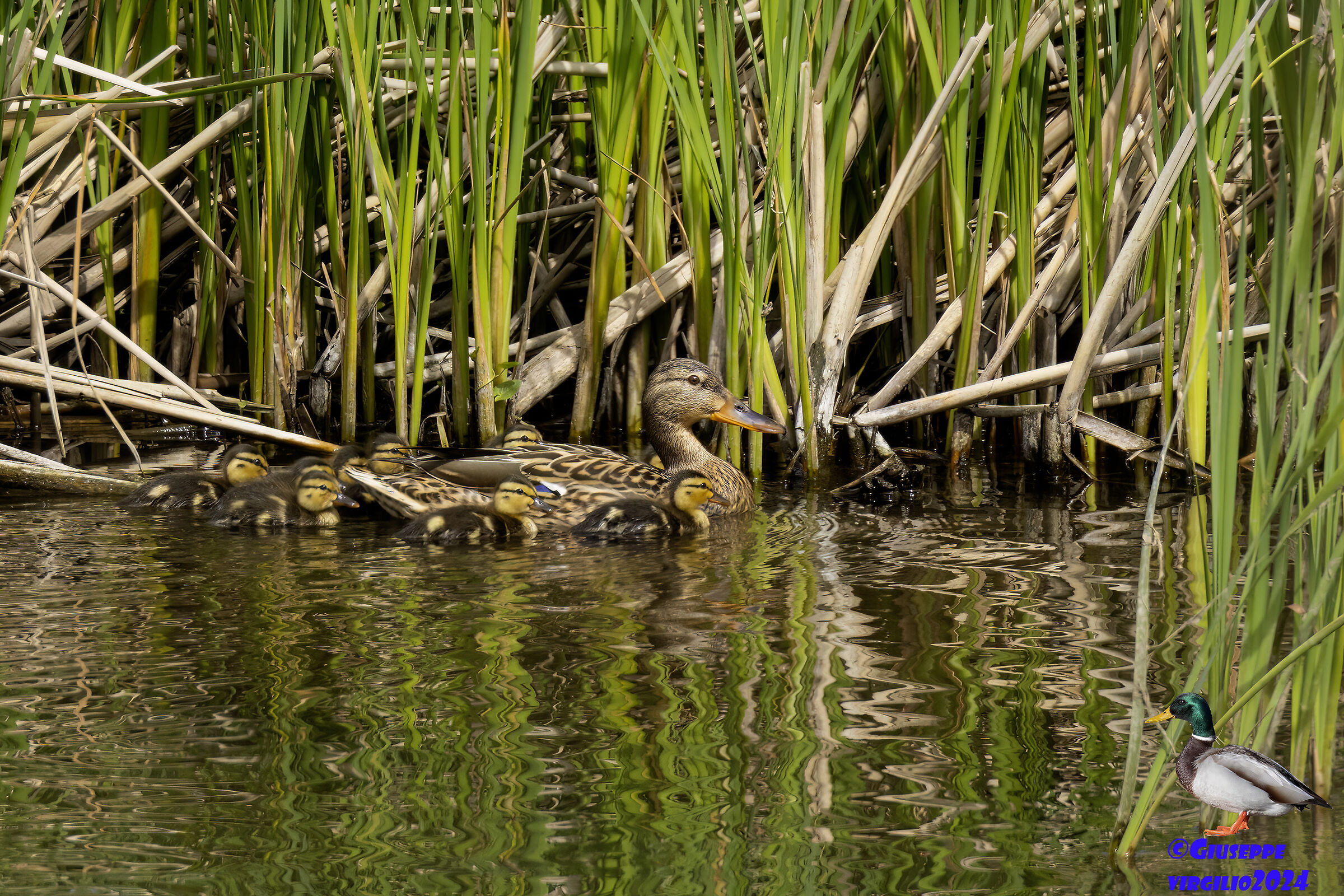 Mallard (Sardinia 2024)