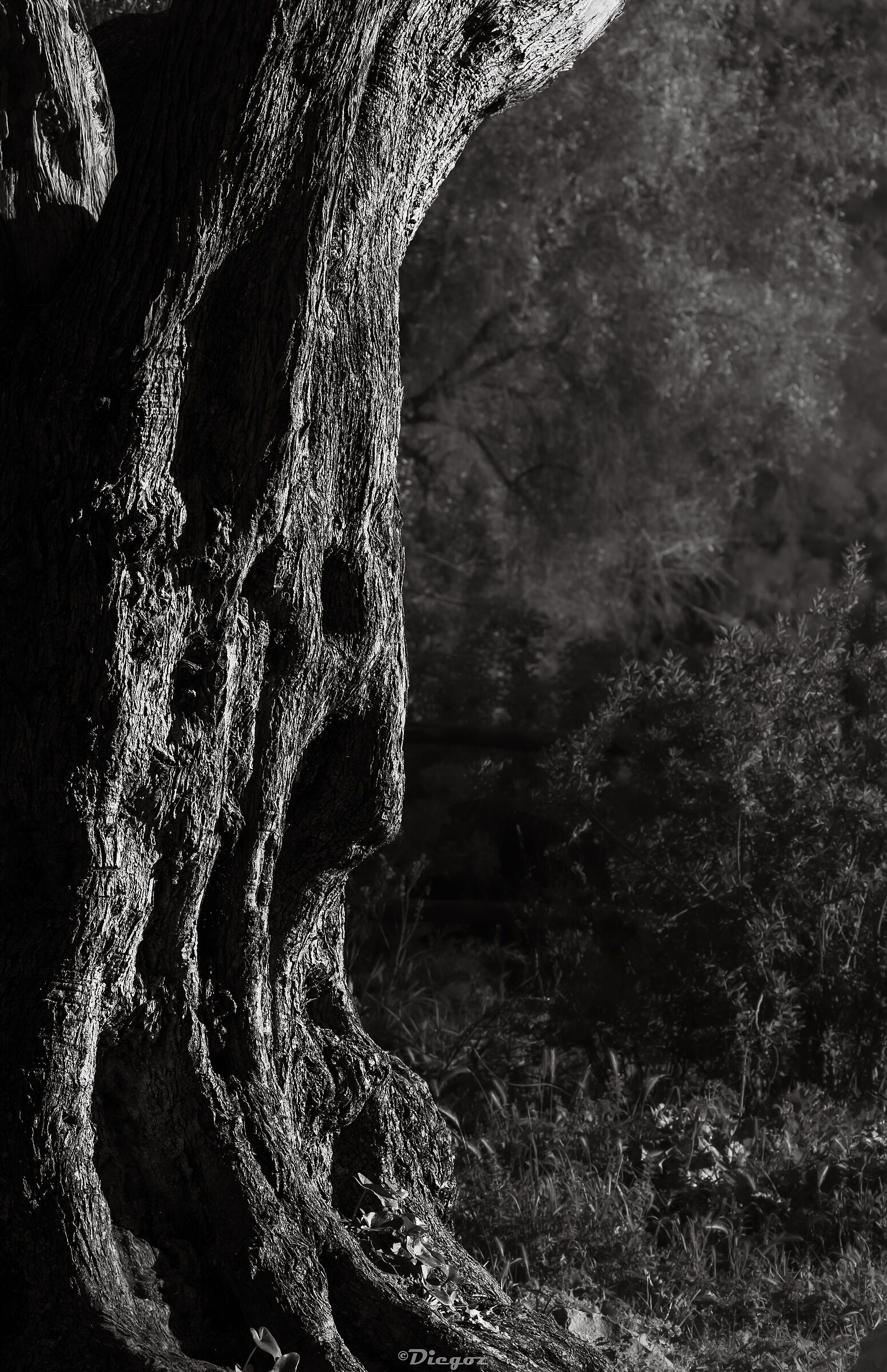 The Ent