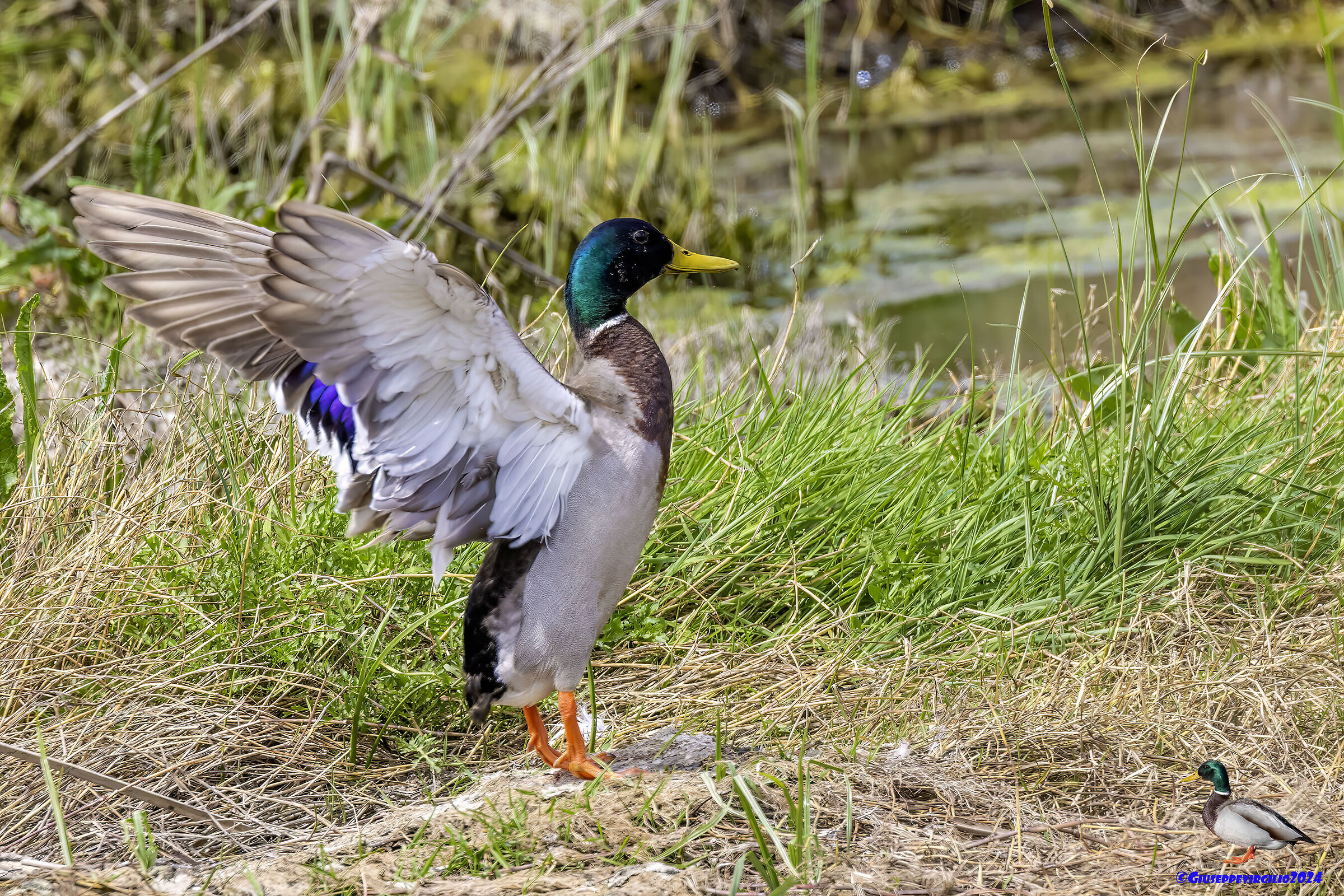 Mallard (Sardinia 2024)
