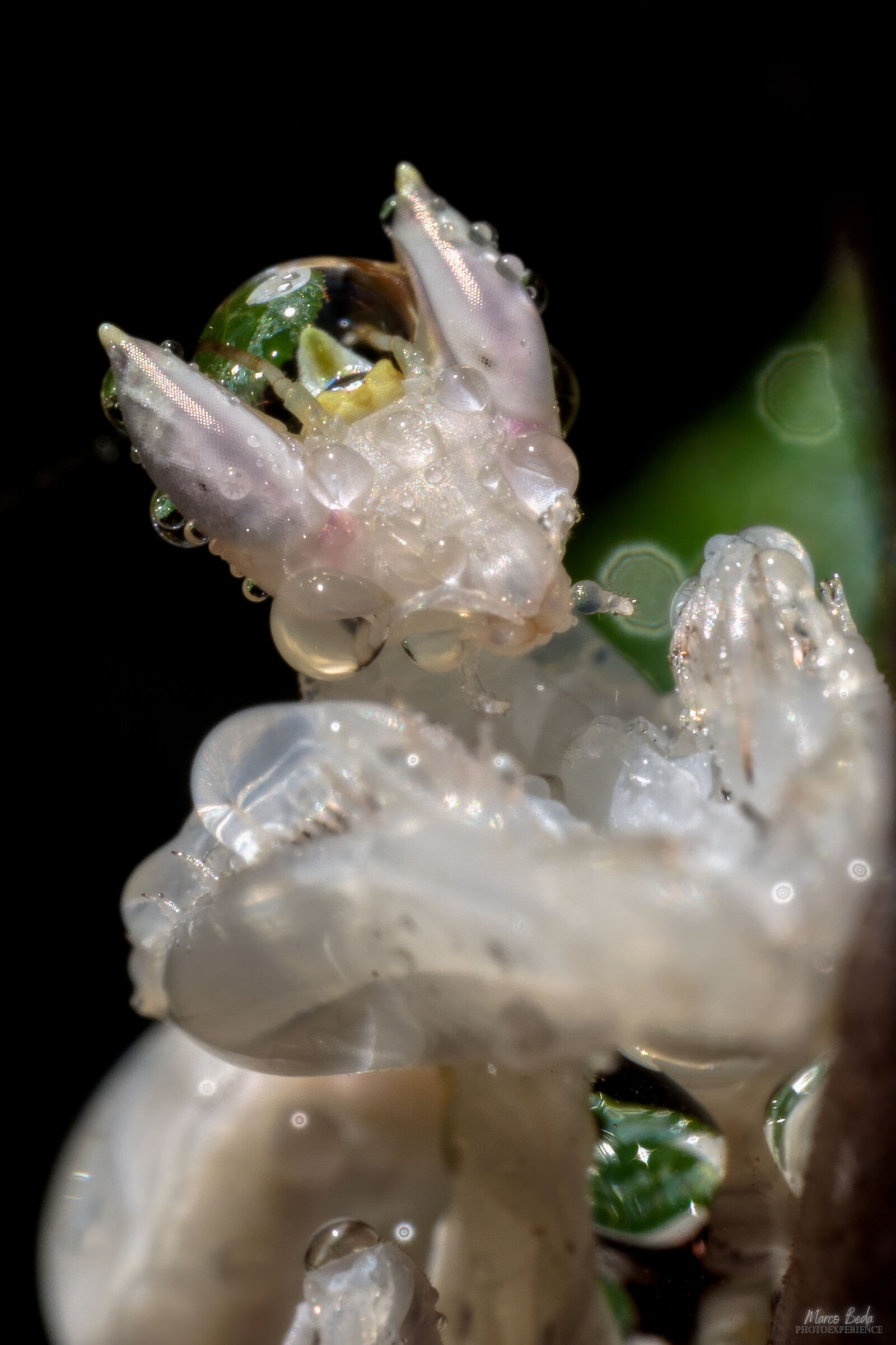 Hymenopus coronatus
