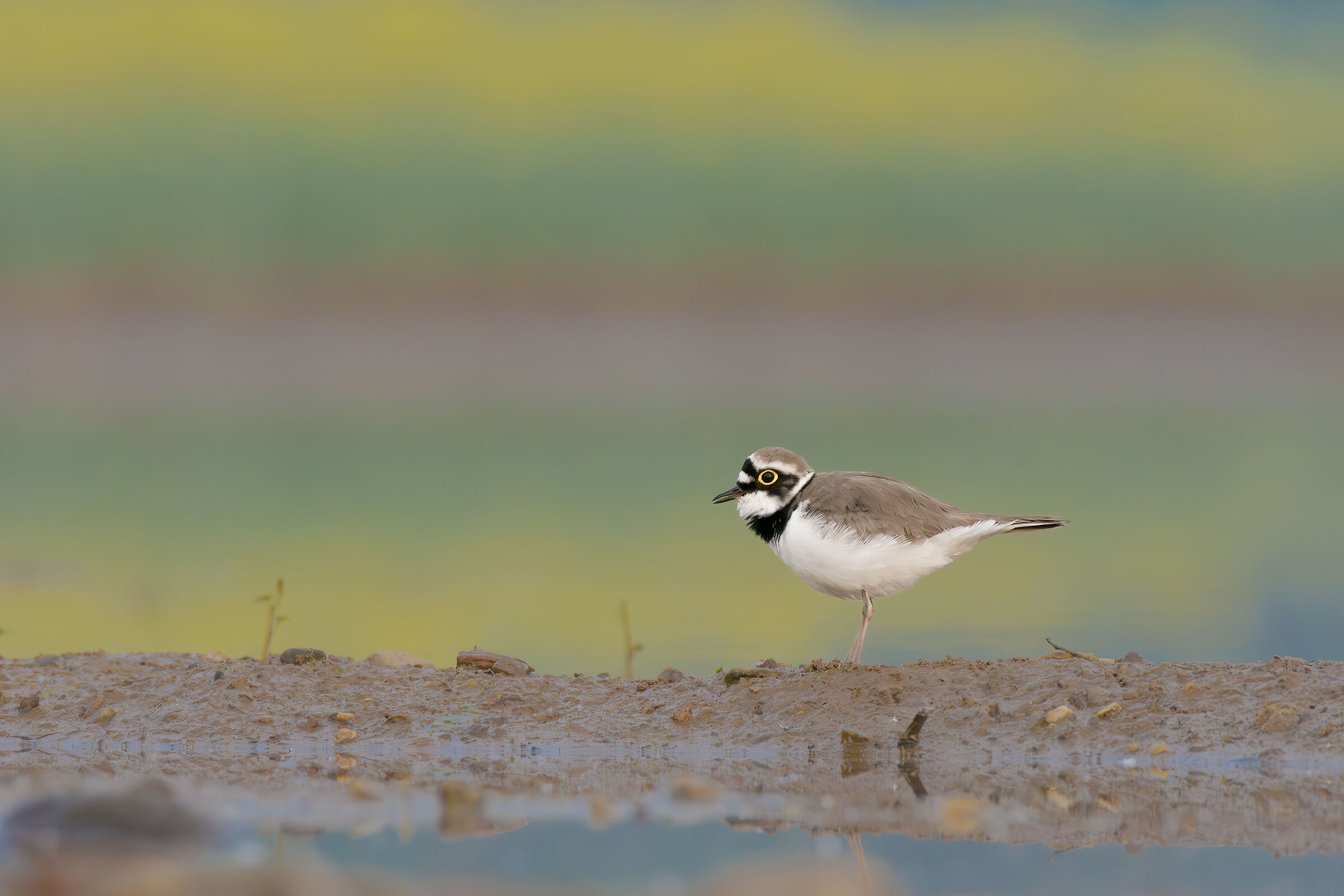 The baby and the rapeseed