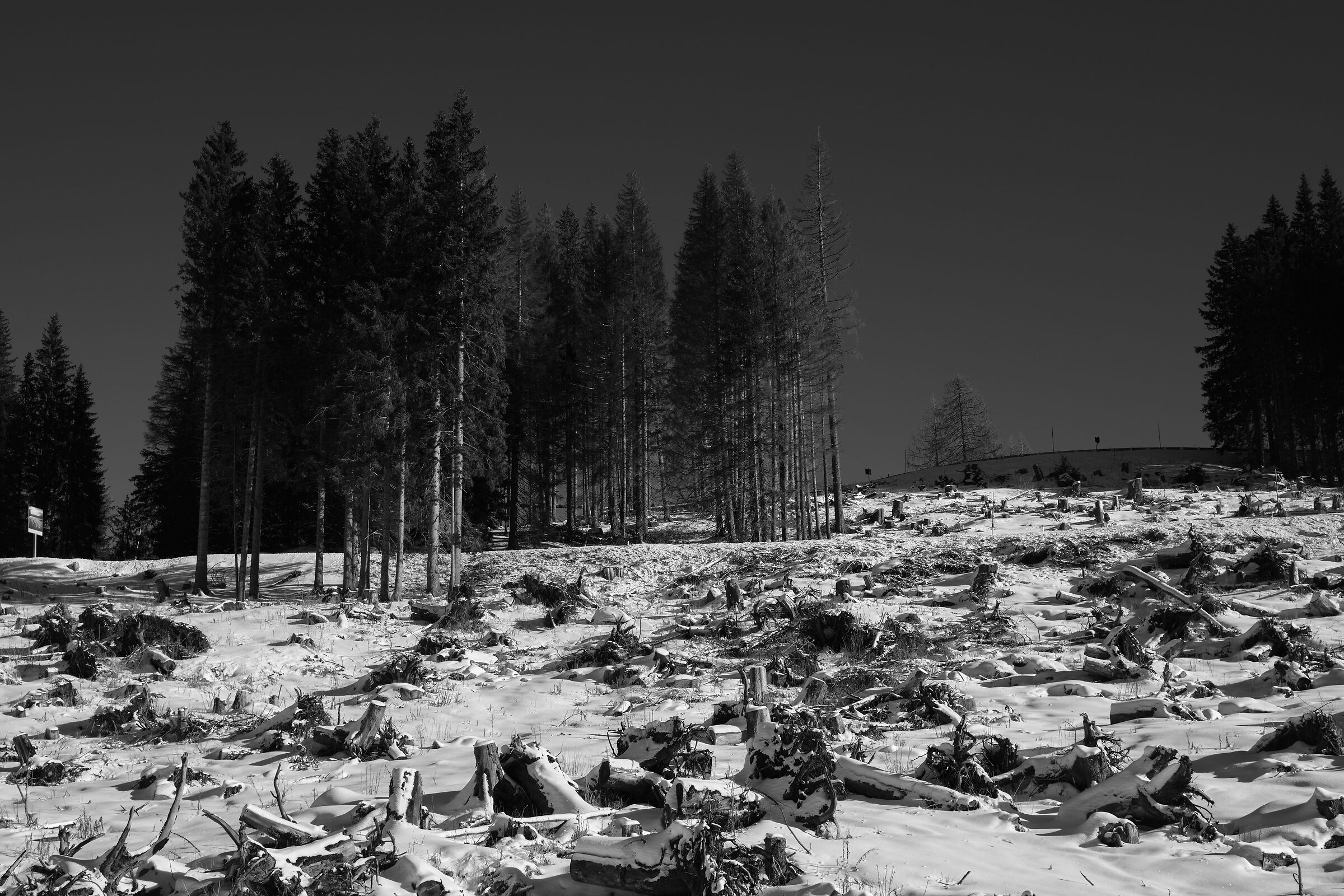 Le cicatrici di Vaia