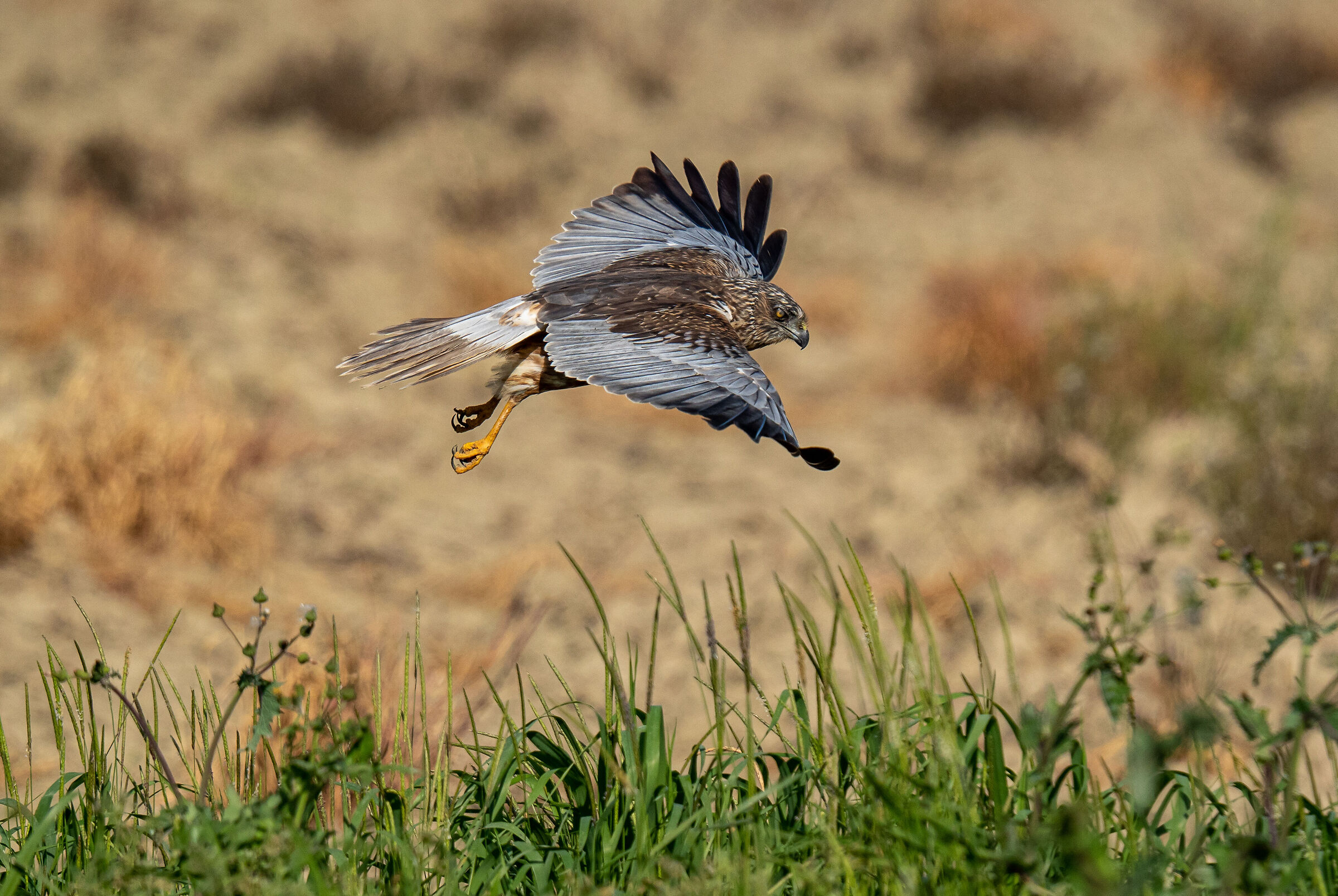 Male marsh harrier