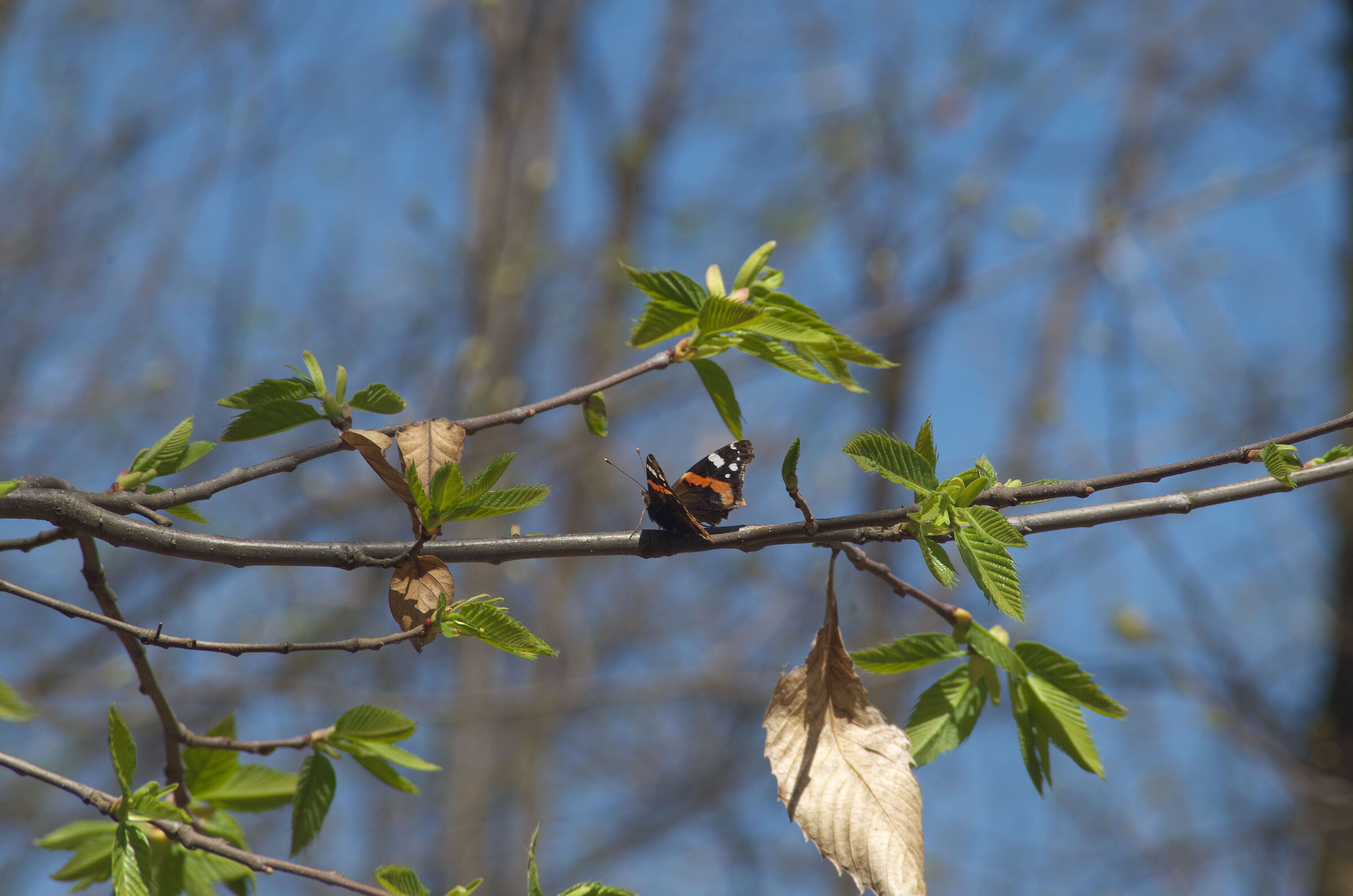 Butterfly on branch