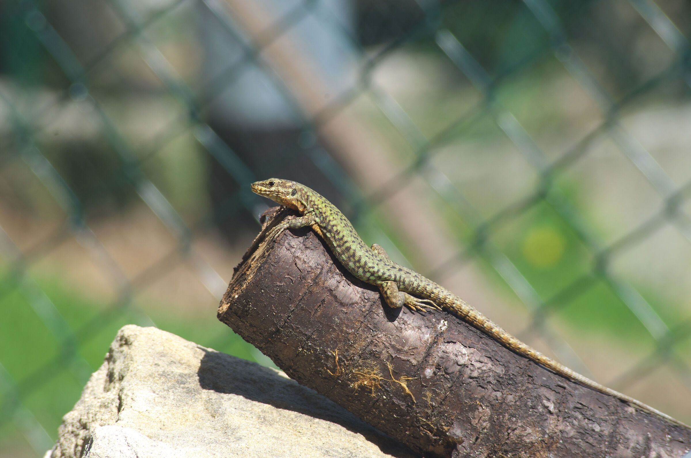 Lizard in the sun