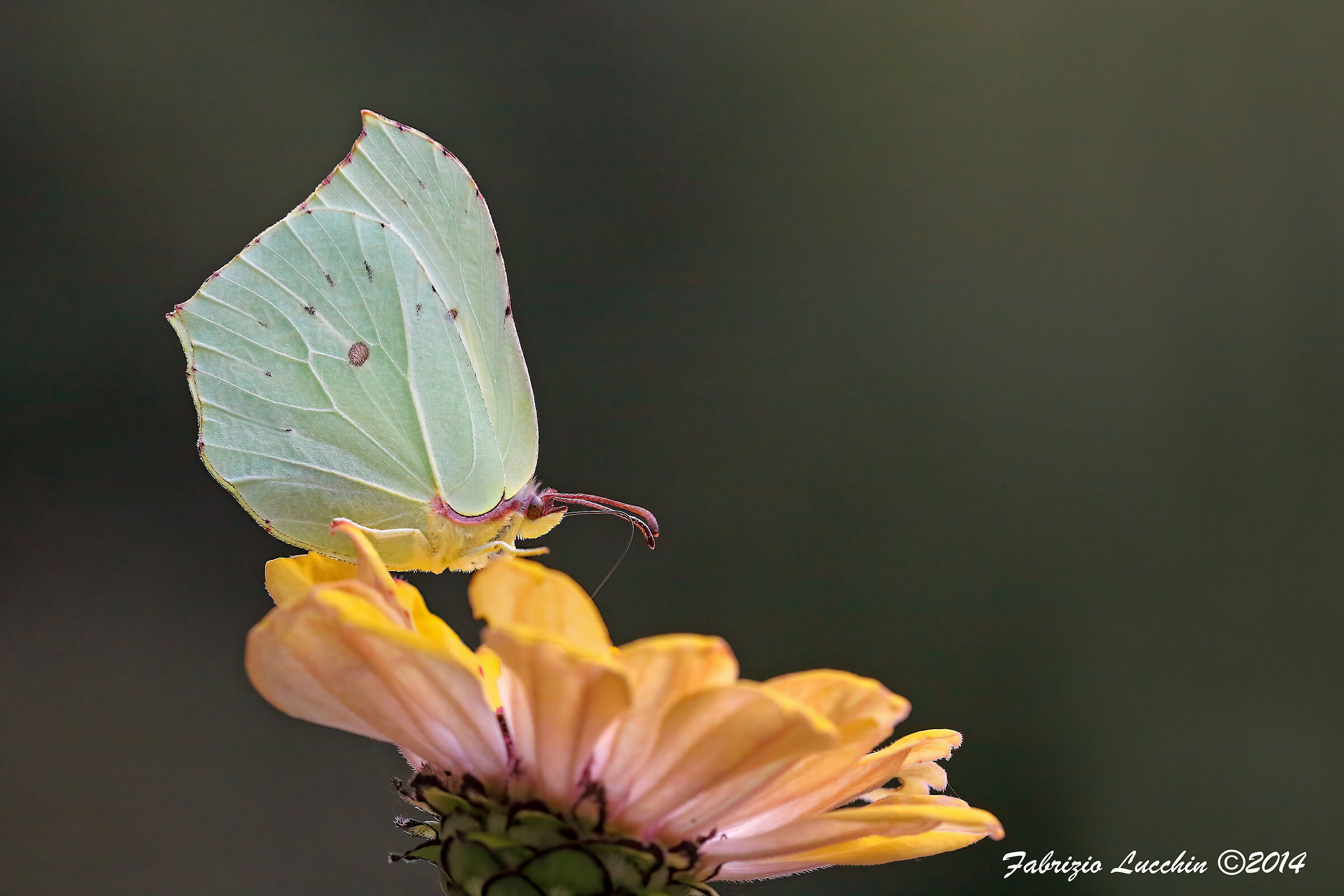Gonepteryx rhamni (Esemplare femmina)
