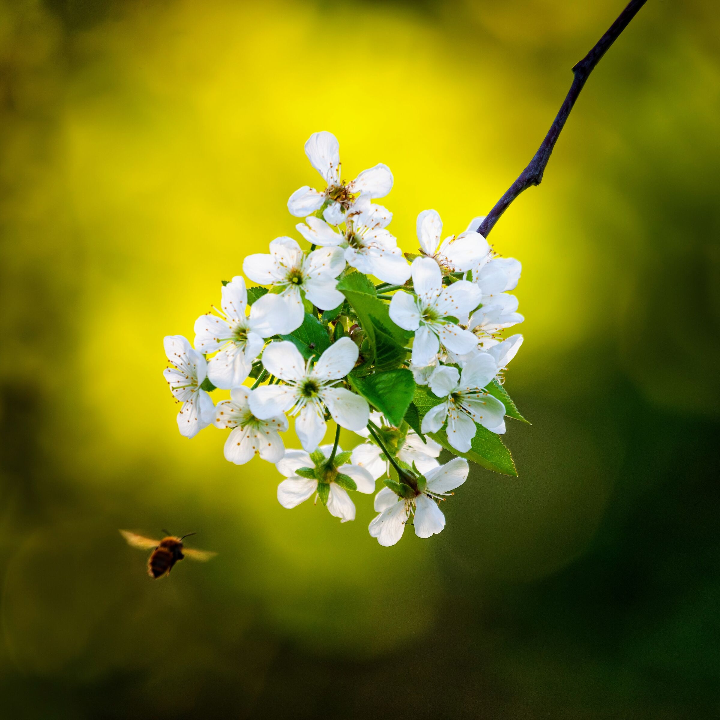 Ape su fiori di amarena