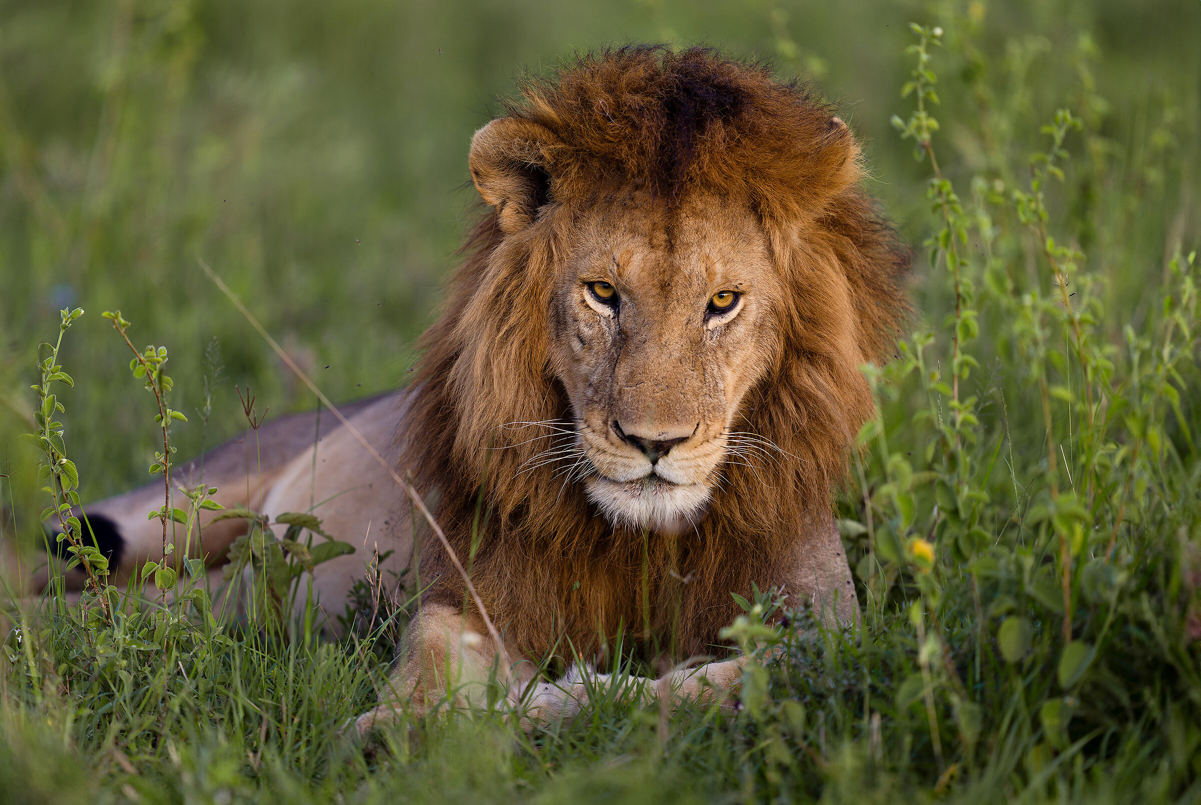 Lion, Serengeti.