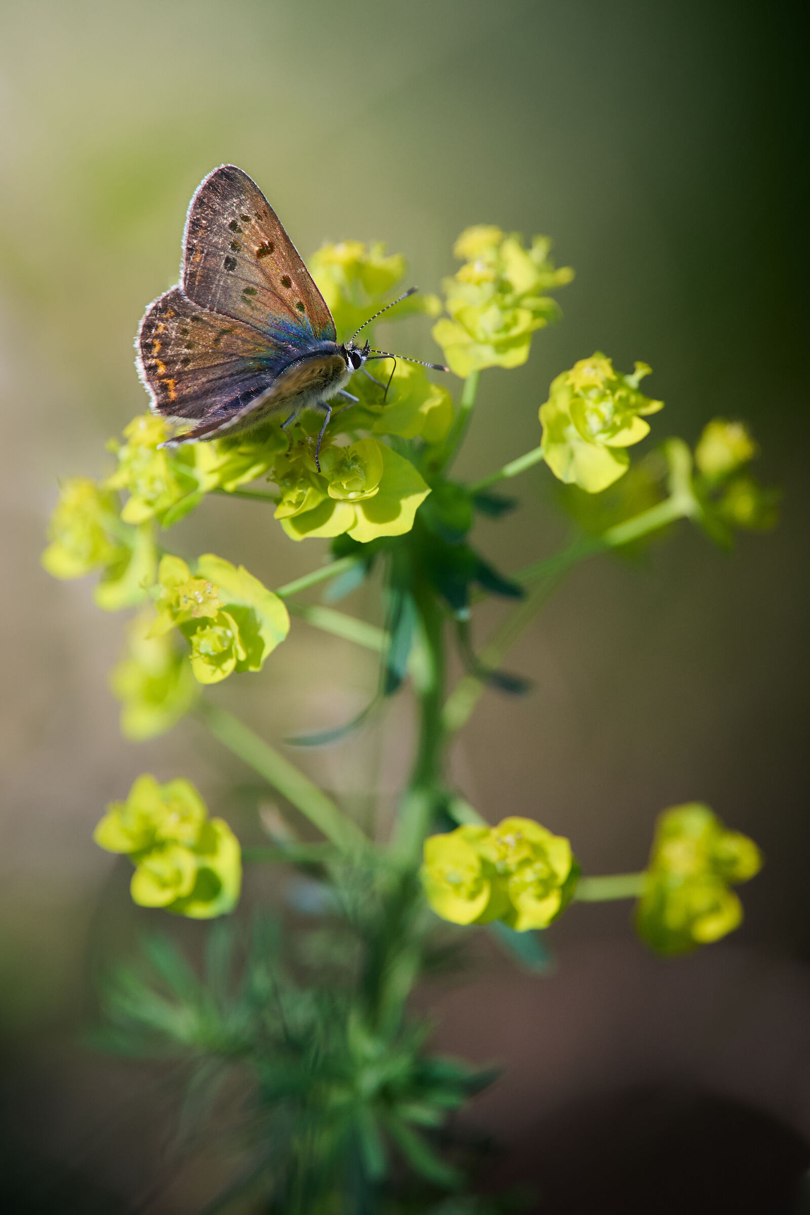 Lycaena Tityrus