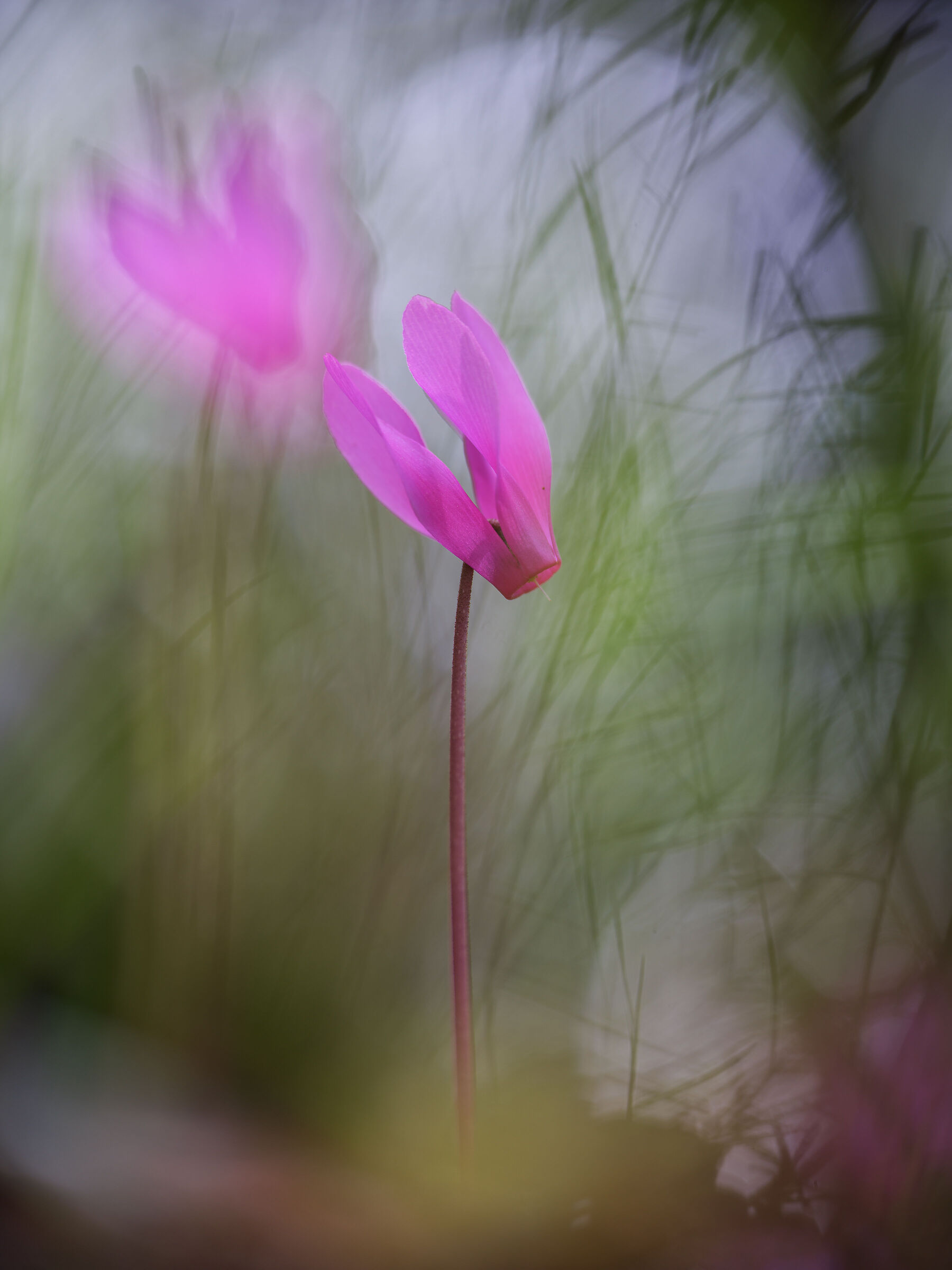 Ciclamino primaverile