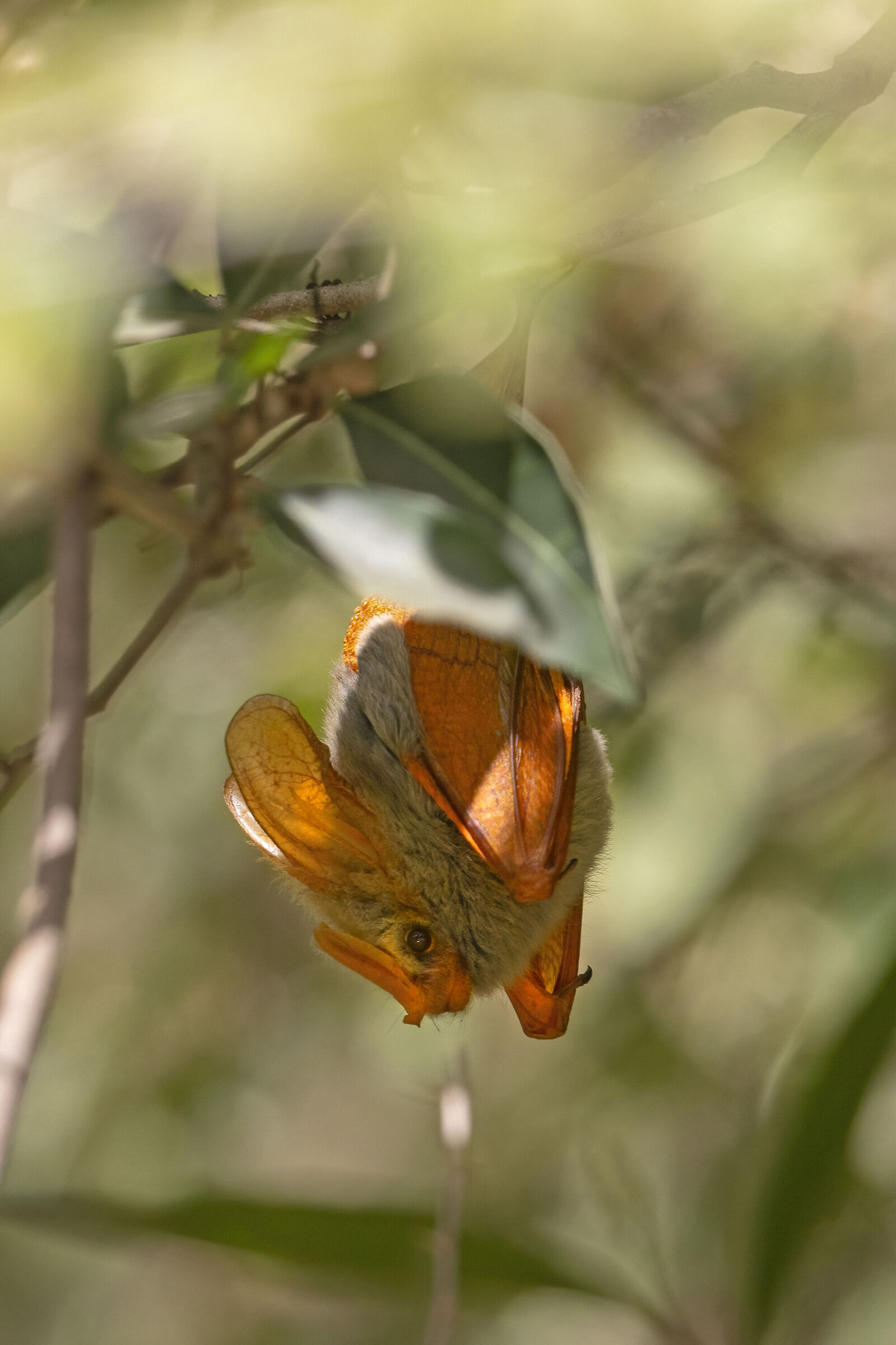 pipistrello ali gialle