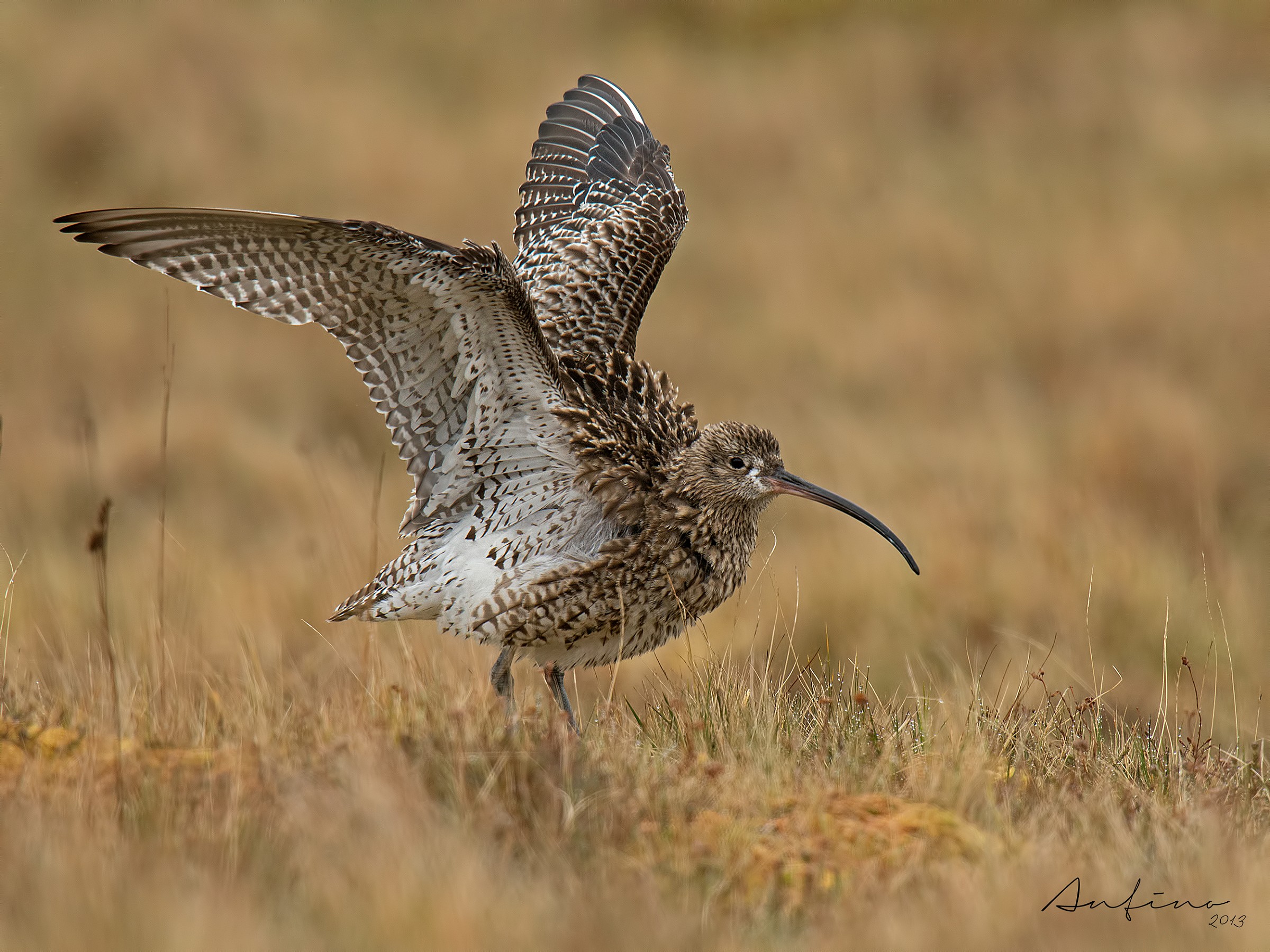 Eurasian Curlew