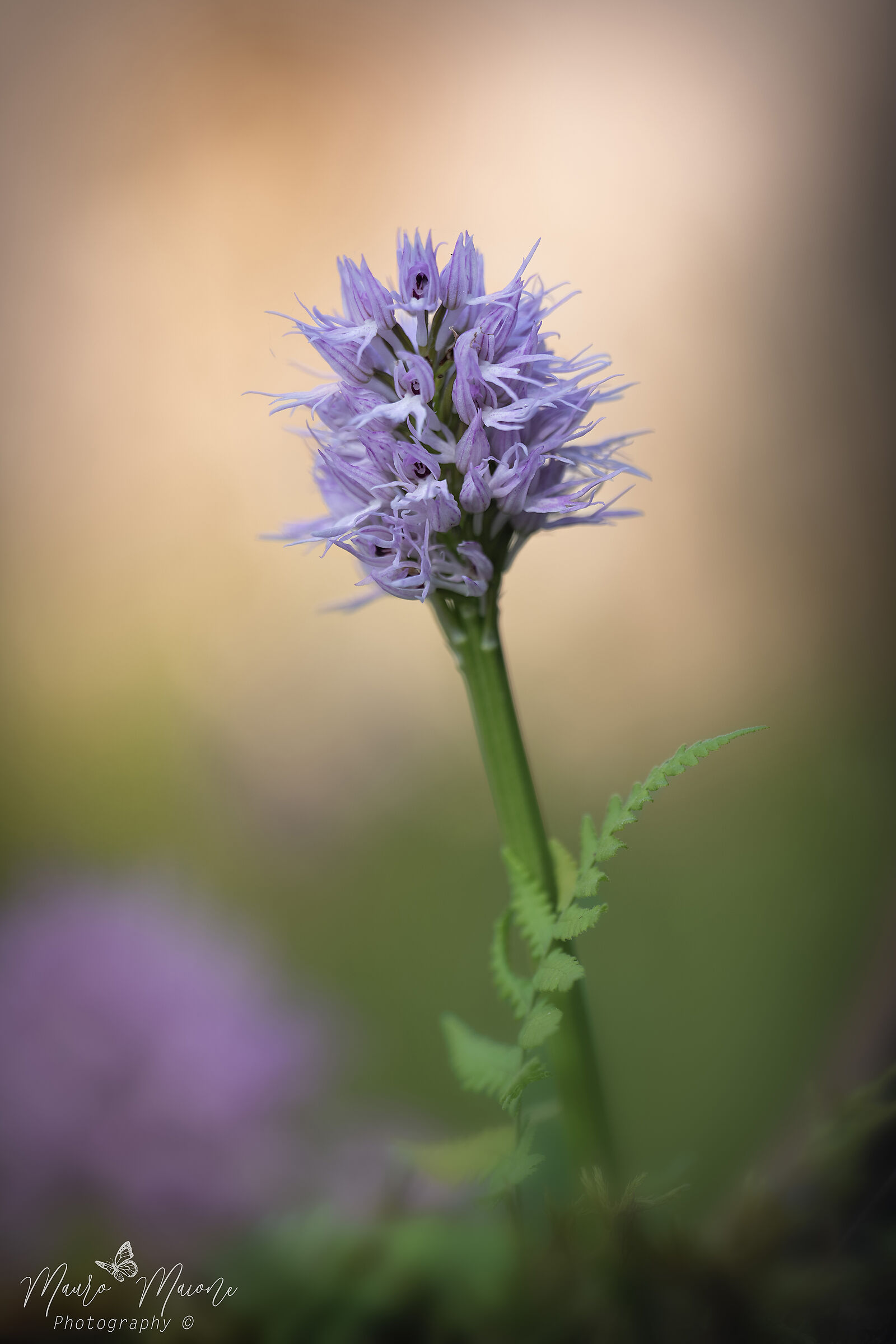 orchis Italica