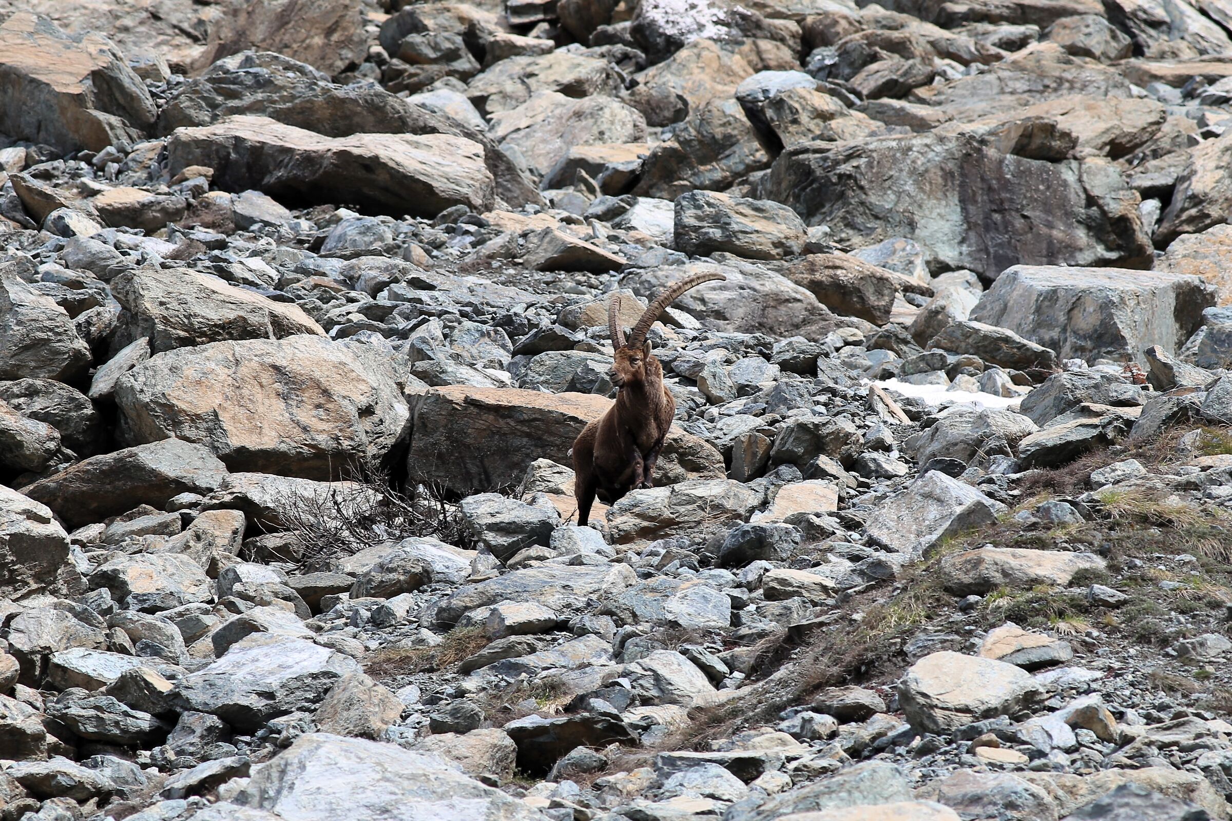 Stambecco solitario