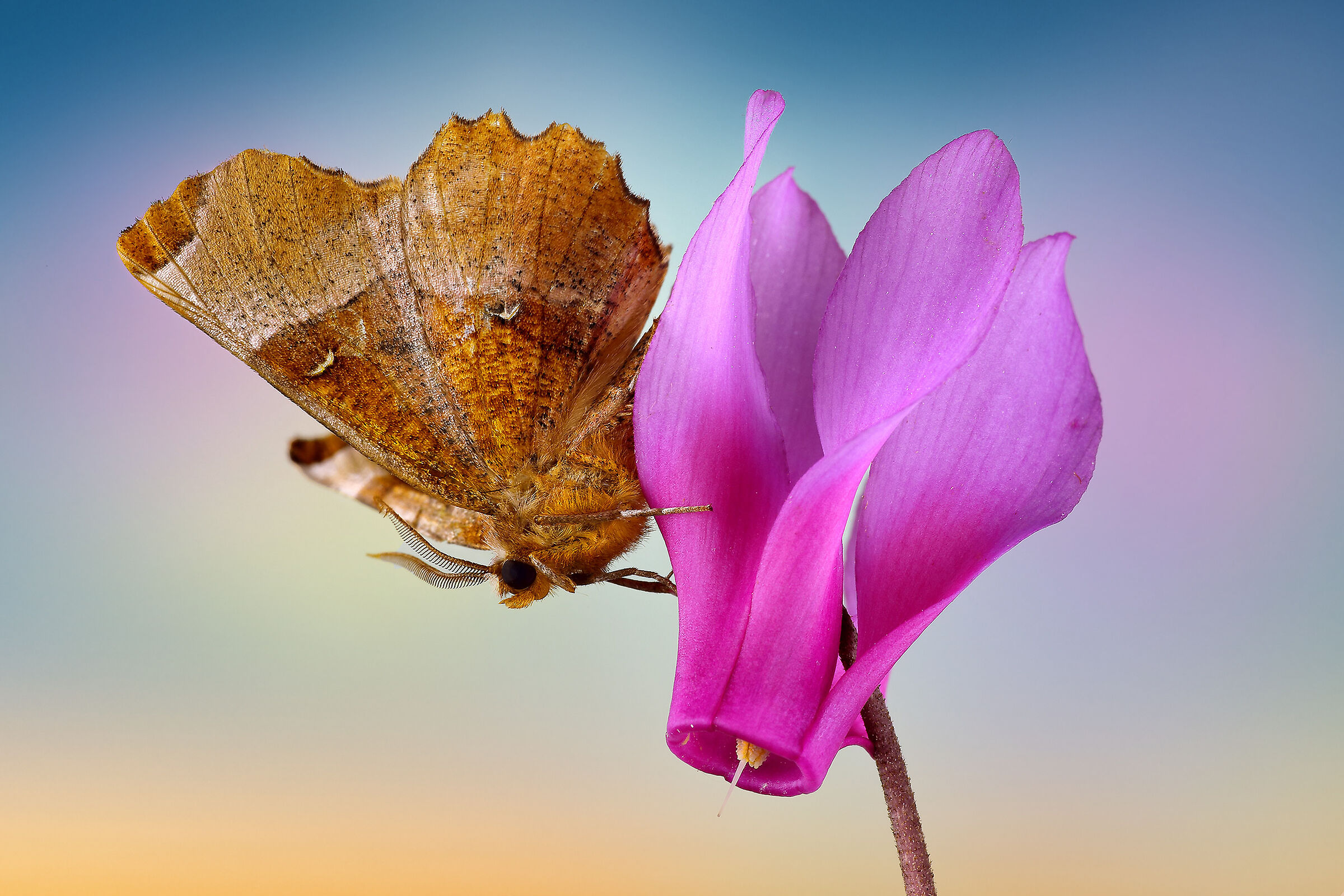 Selenia tetralunaria