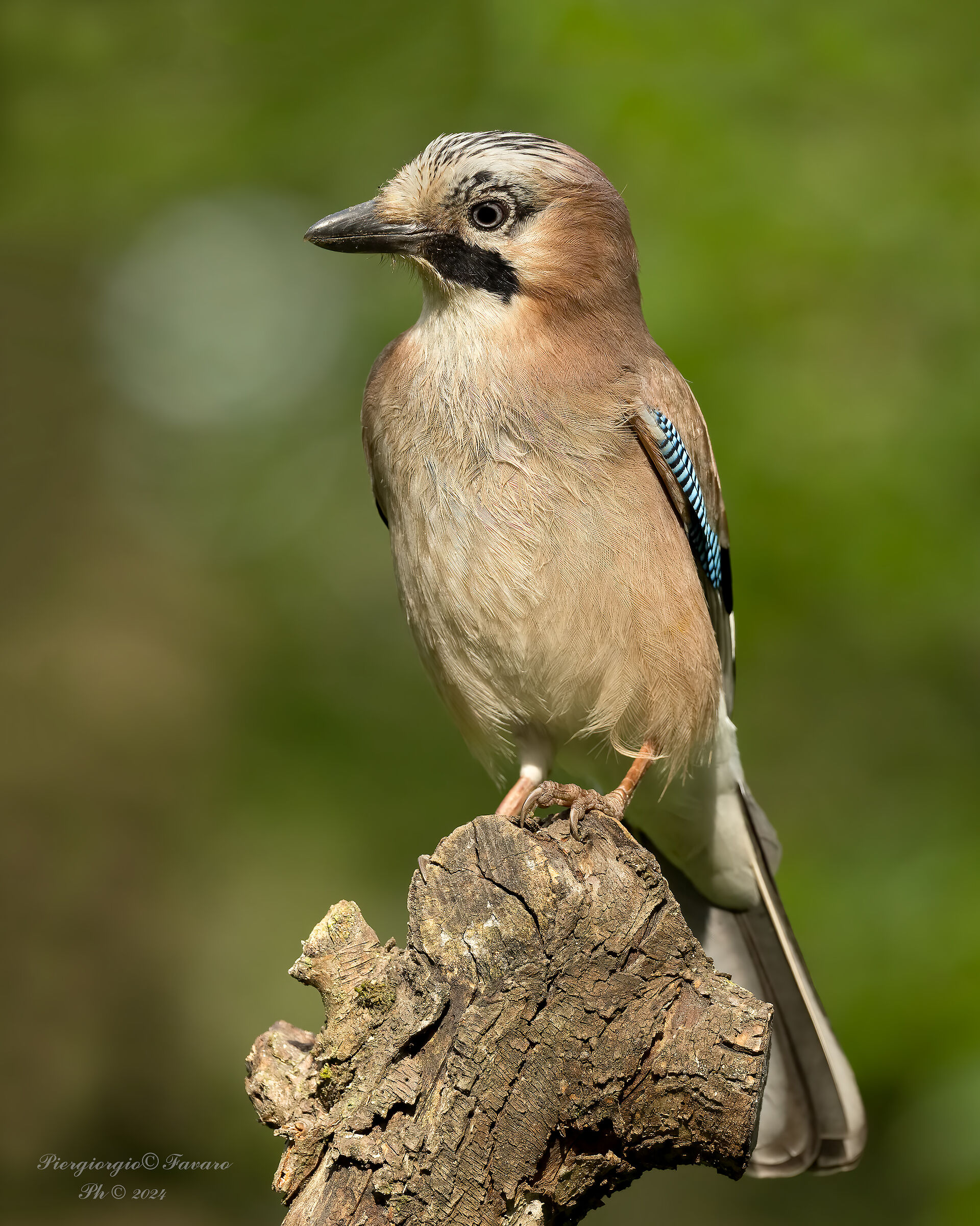 Jay