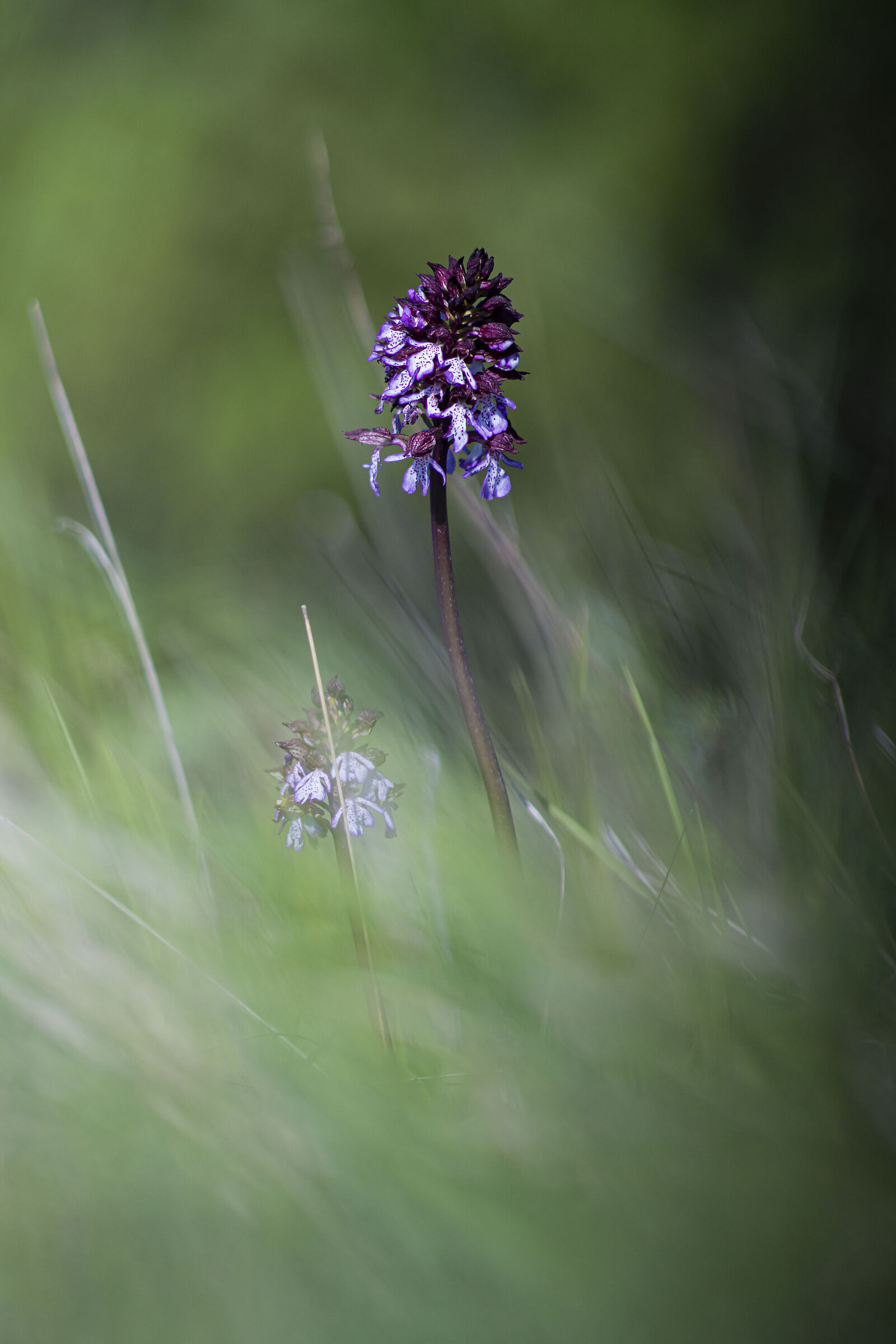 Orchis purpurea