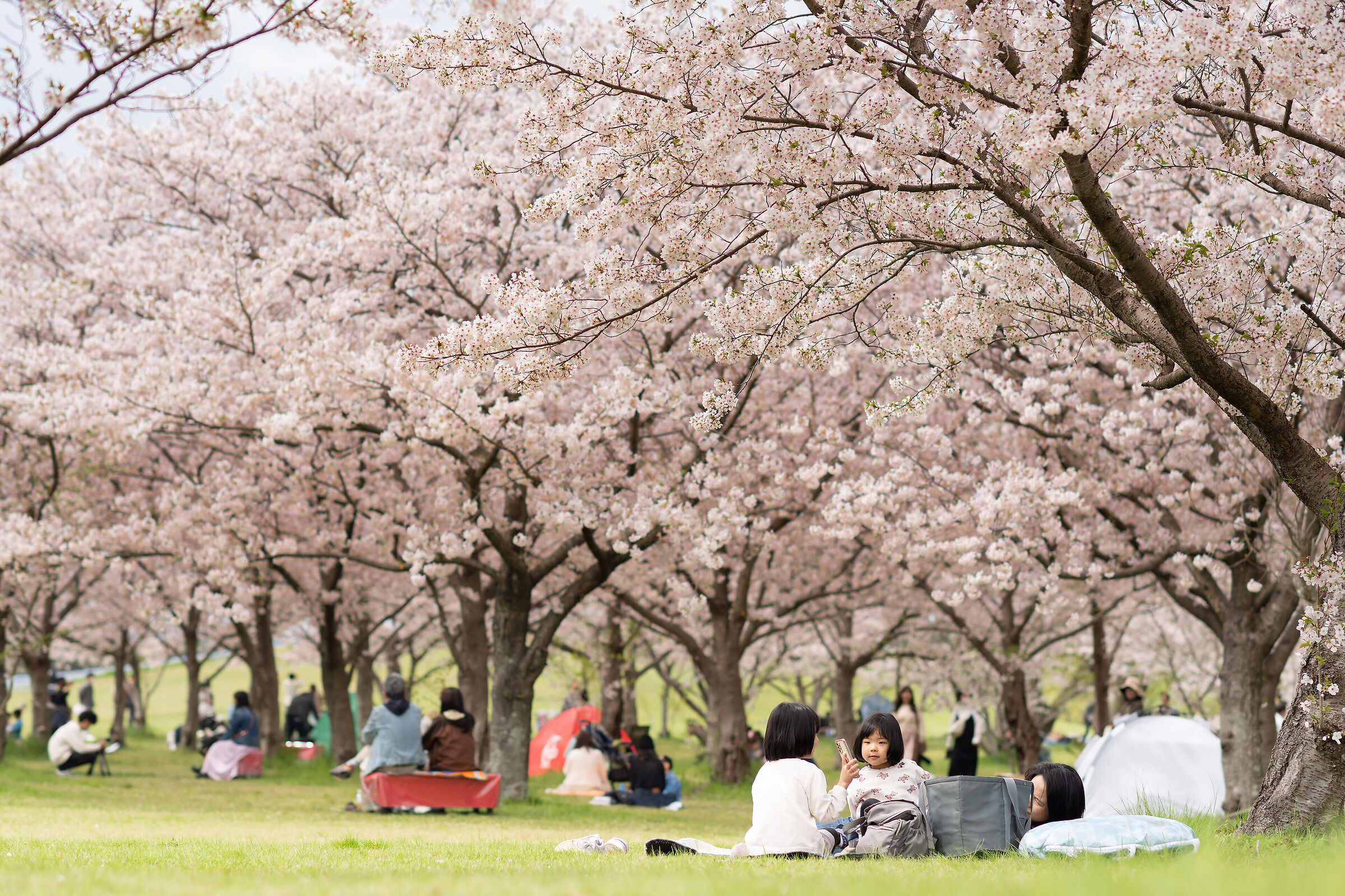 Hanami
