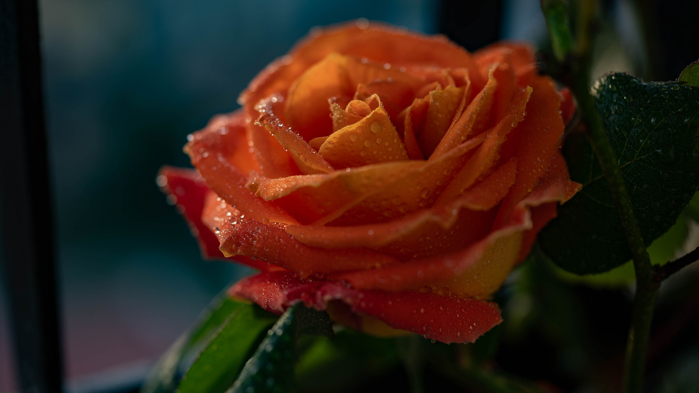 In tutto il suo splendore