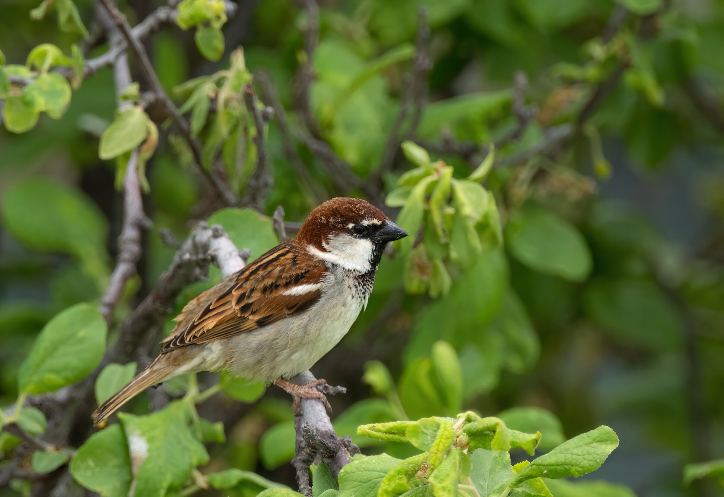 Pet Sparrow