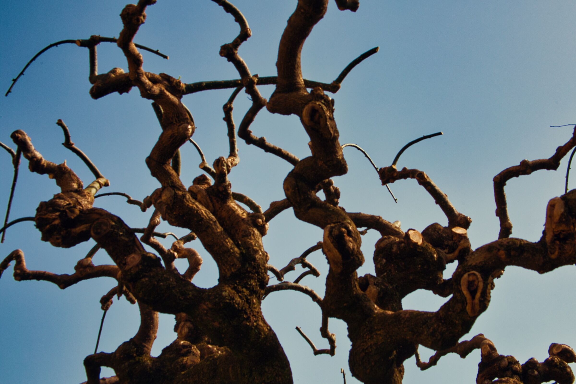 Crossing branches