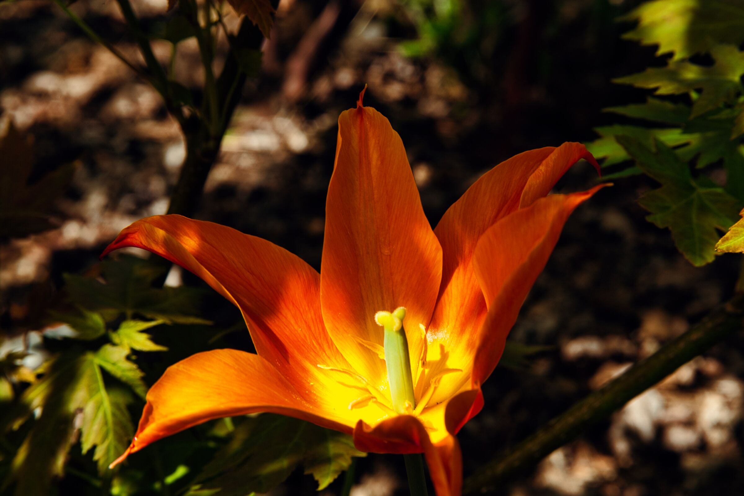 Spring Colors
