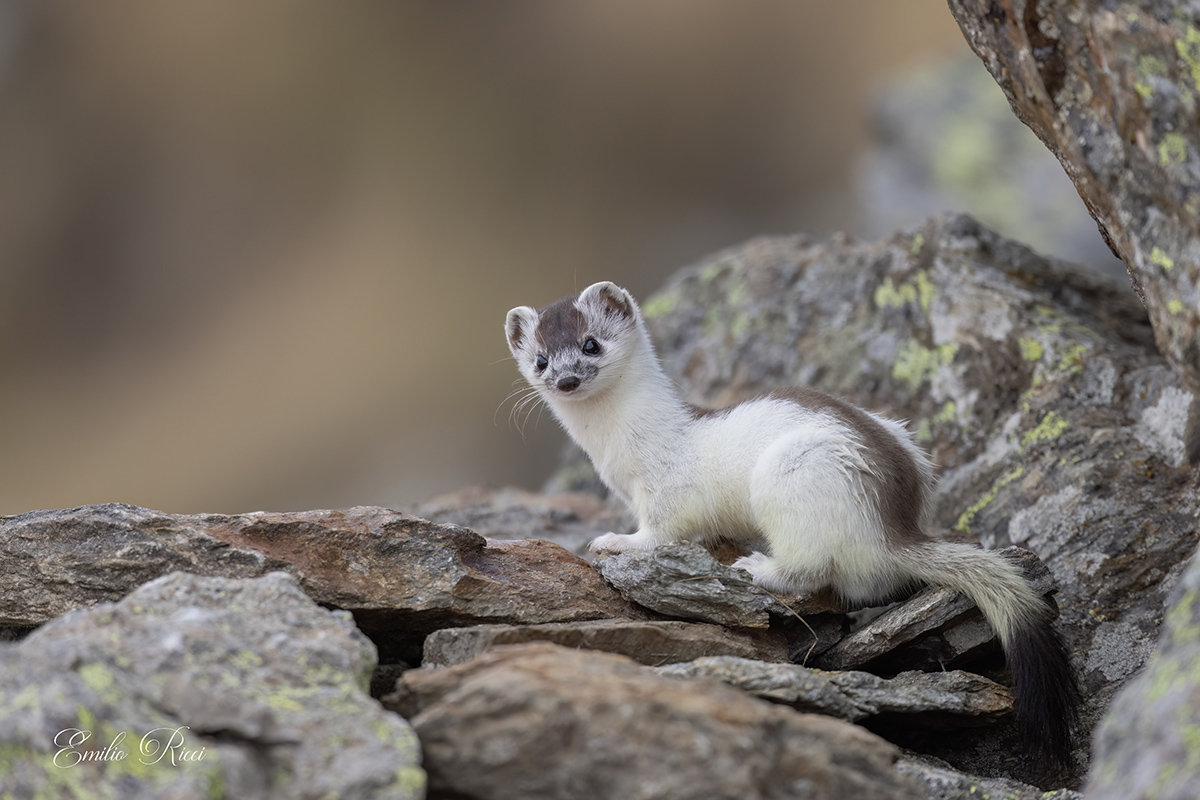 Ermellino in muta primaverile